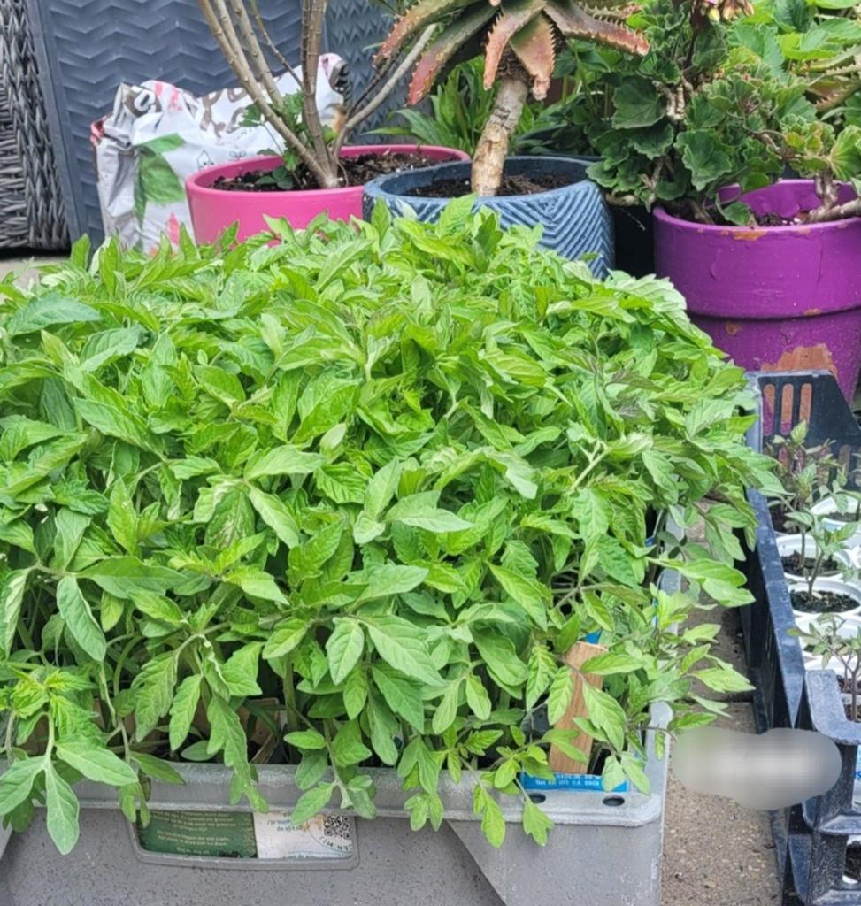 Bio groenten en tomatenplantjes €1 per stuk, Ophalen of Verzenden, Eenjarig, Groenteplanten, Volle zon
