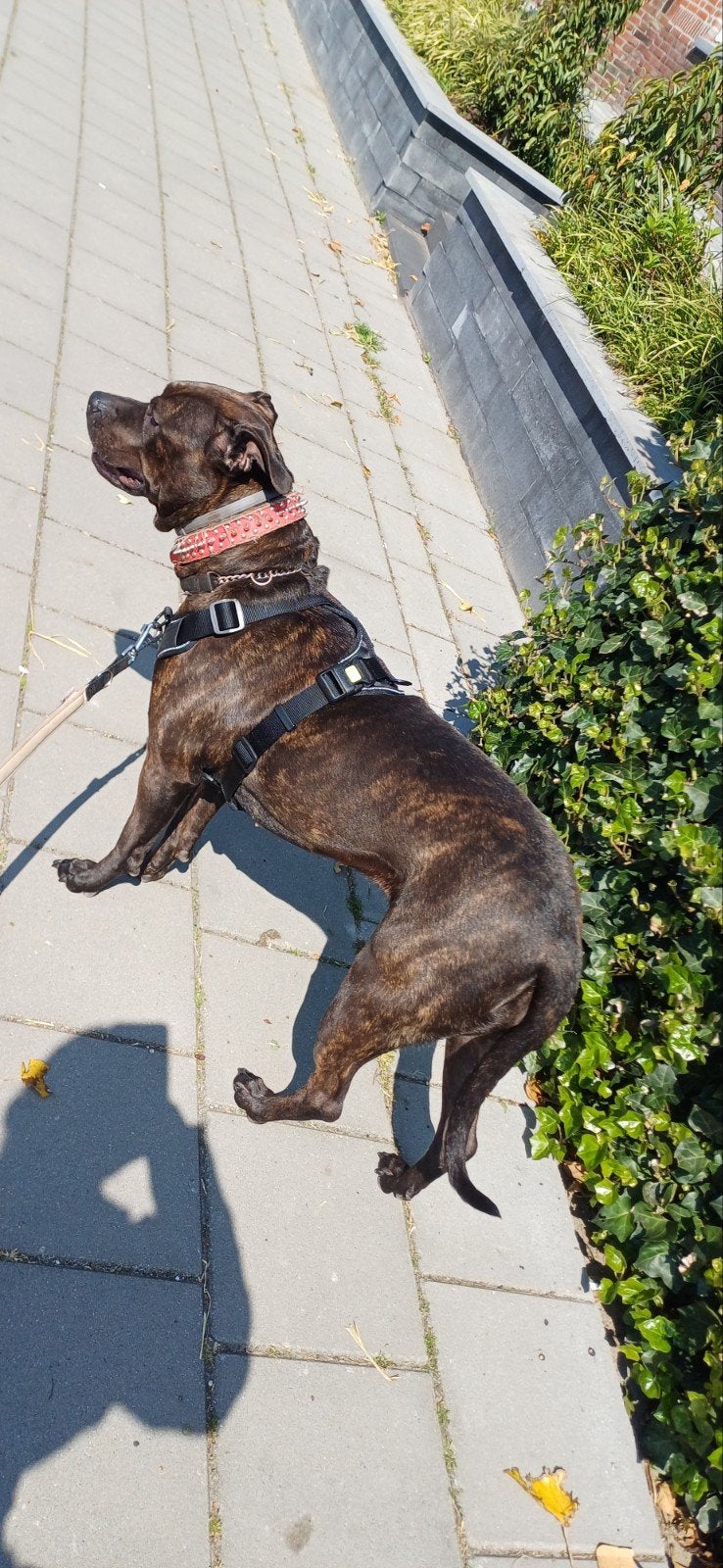 Stafford Rottweiler pitbull kruisingen, Parvo, Groot, Meerdere, Meerdere dieren