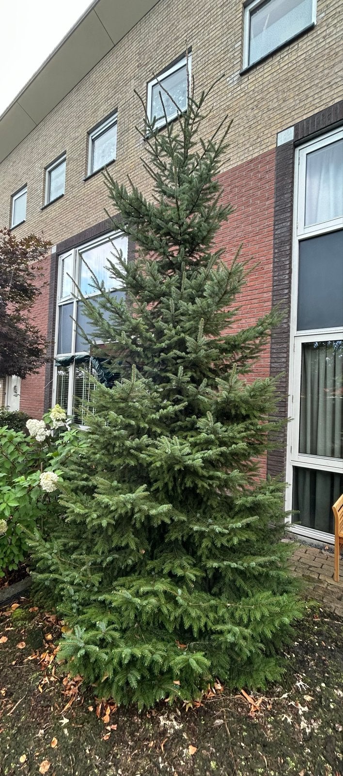 Grote Kerstboom/Spar, Tuin en Terras, Bloeit niet, Overige soorten, 400 cm of meer, Ophalen