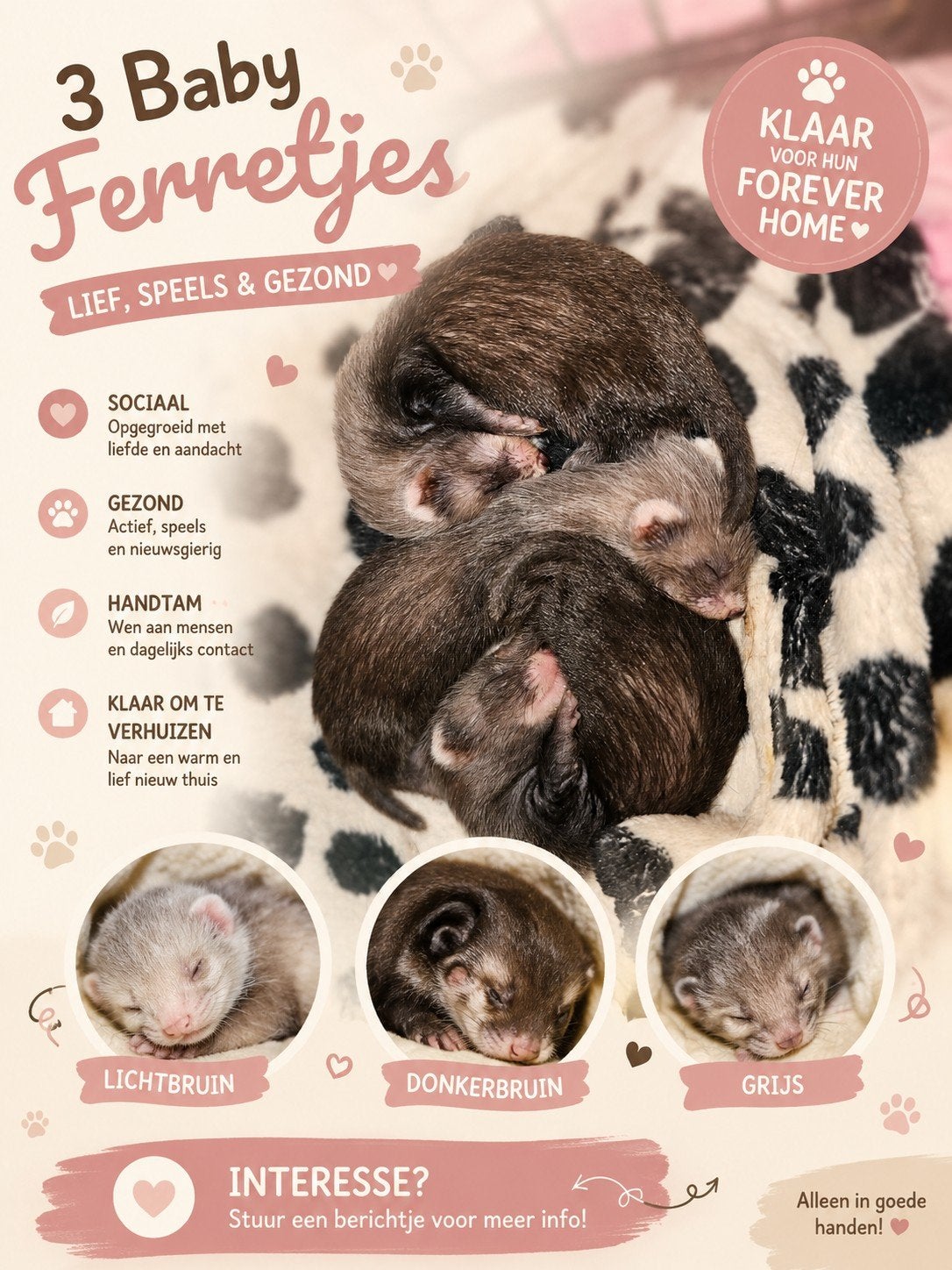 3 mannetjes fretjes  te koop, Dieren en Toebehoren, Mannelijk, Juli, Overige typen, Tam