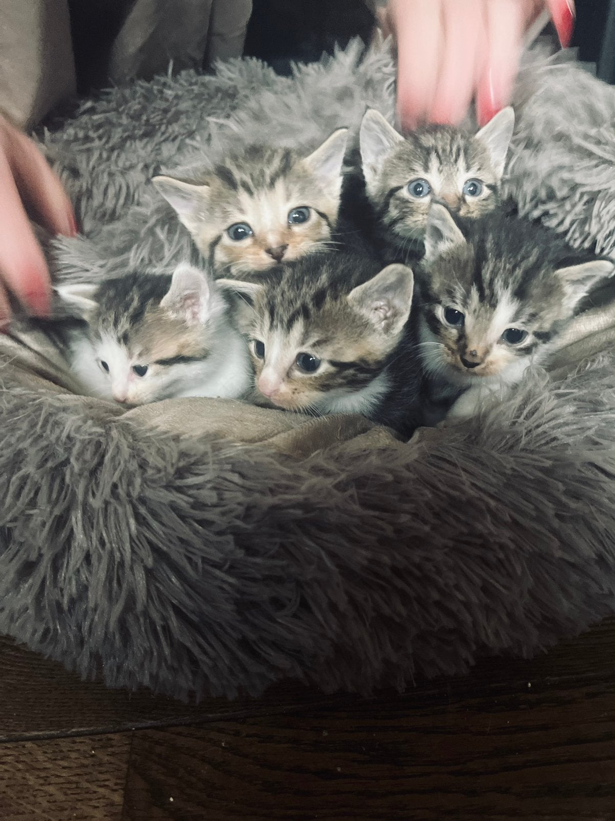 Kittens te koop!, Dieren en Toebehoren, Meerdere dieren