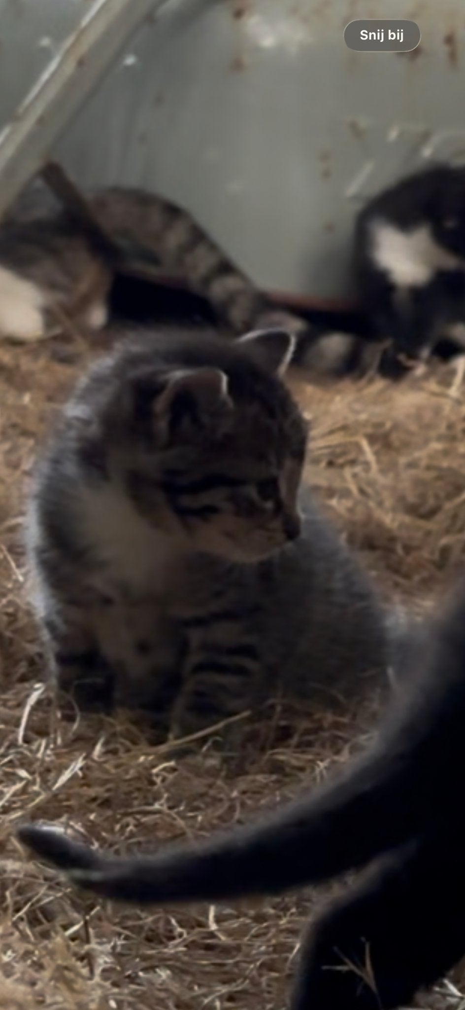Te koop mooie kittens., Dieren en Toebehoren, Katten en Kittens | Overige Katten, Meerdere dieren, Kortharig, 0 tot 2 jaar