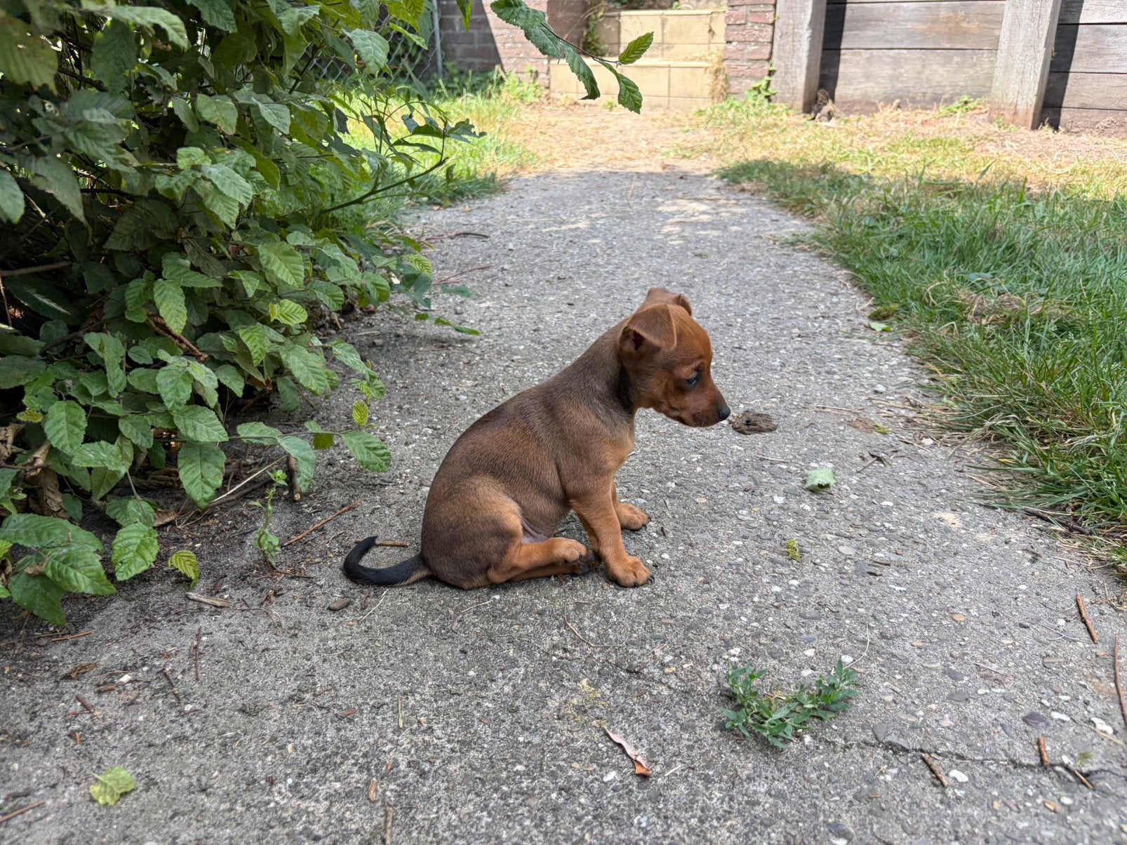 Mini dwergpincher/pinscher pups: nog 1 teefje, kleine hond, Dieren en Toebehoren, Overige rassen, 8 tot 15 weken, Meerdere, Meerdere dieren