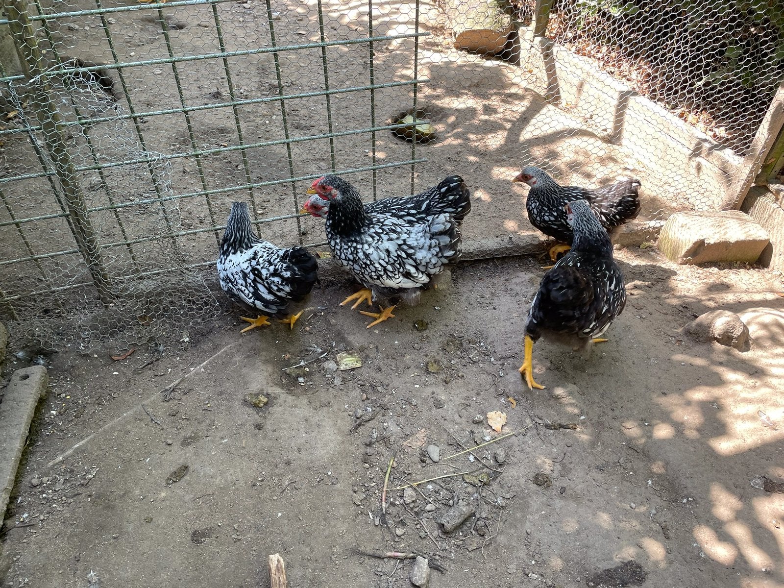 3 wyandotte krielhaan zwart wit gezoomd 16 weken, Dieren en Toebehoren, Pluimvee, Mannelijk, Kip