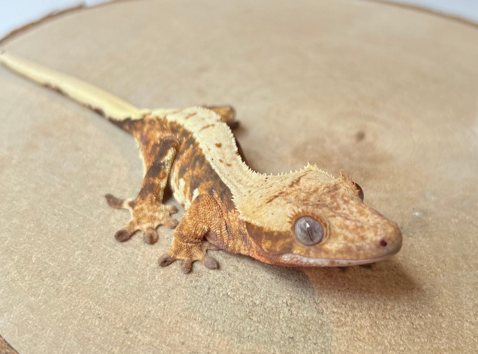 Wimpergekko Lilly White 0.1 Crested Gecko - female for sale from Mecx Bolk