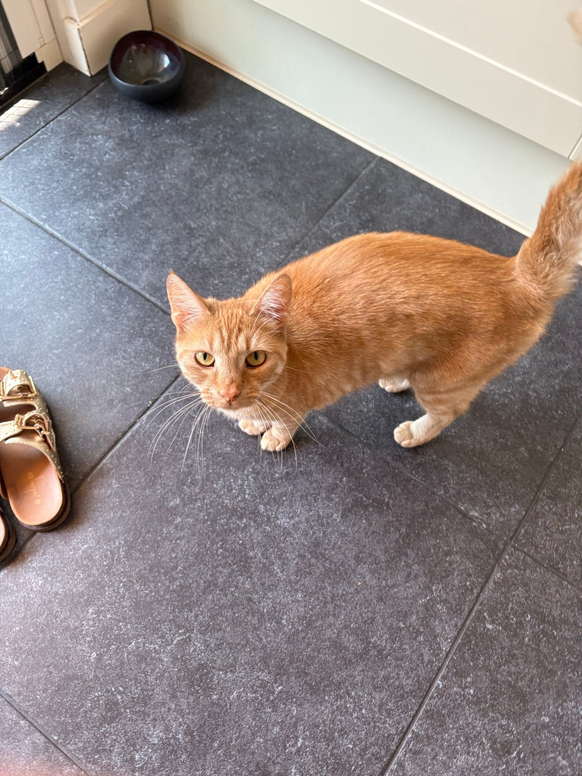 Rode poes, Dieren en Toebehoren, Poes