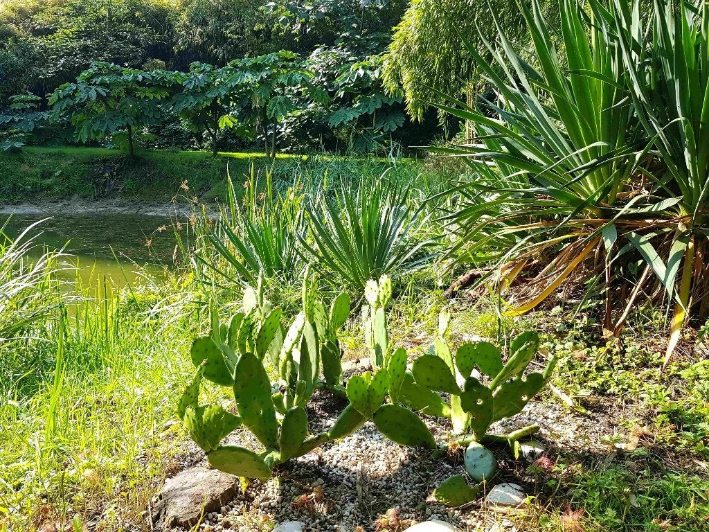 Winterharde cactus Opuntia humifusa, Volle zon, Vaste plant, Zomer, Ophalen