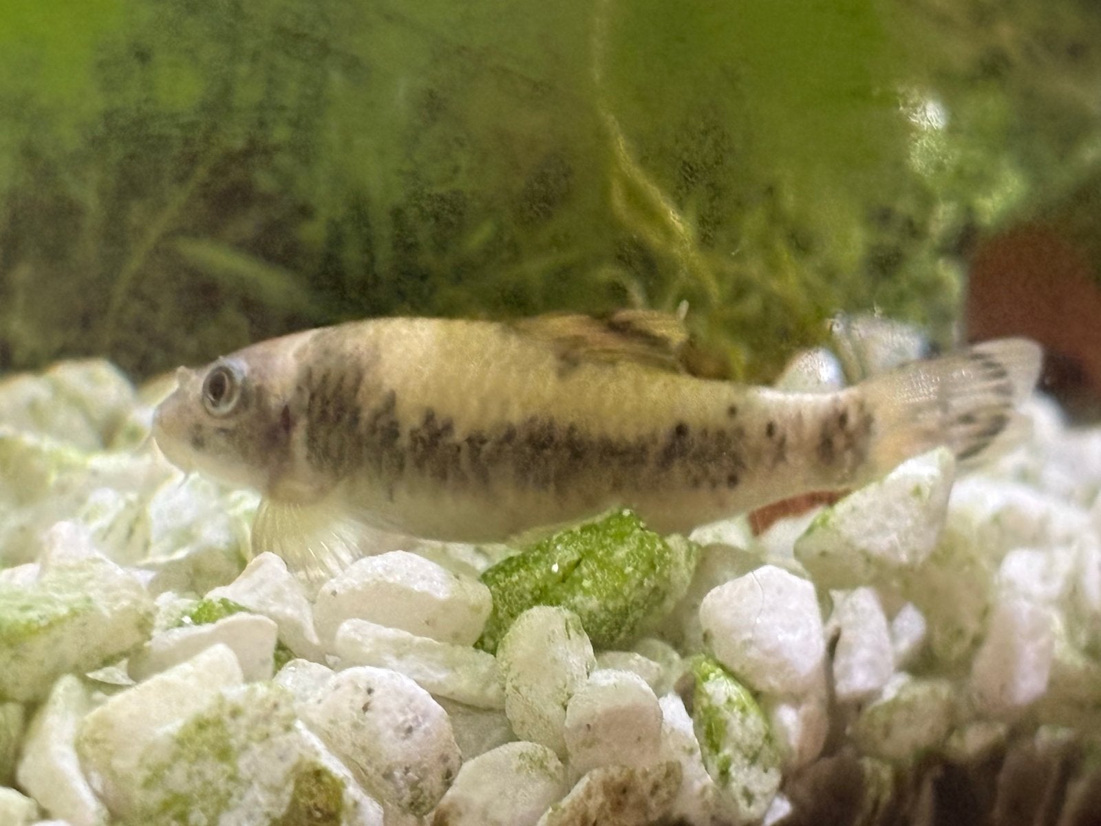 Gratis af te halen.. algeneter en aquarium, Dieren en Toebehoren, Vissen | Aquariumvissen, Zoetwatervis, Vis