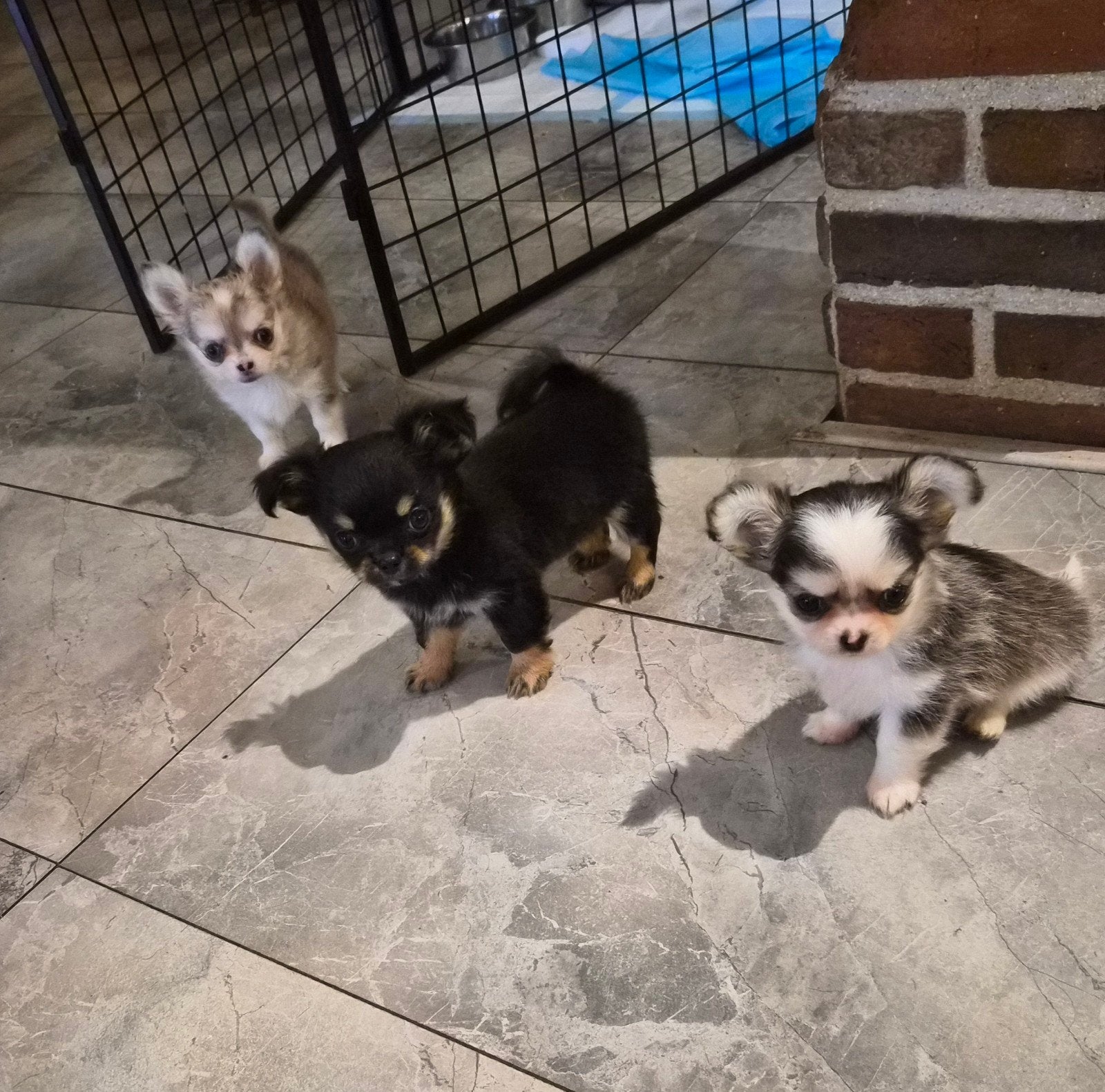 hele gave super leuke langharige chihuahua puppies, Parvo, 8 tot 15 weken, Meerdere, Meerdere dieren