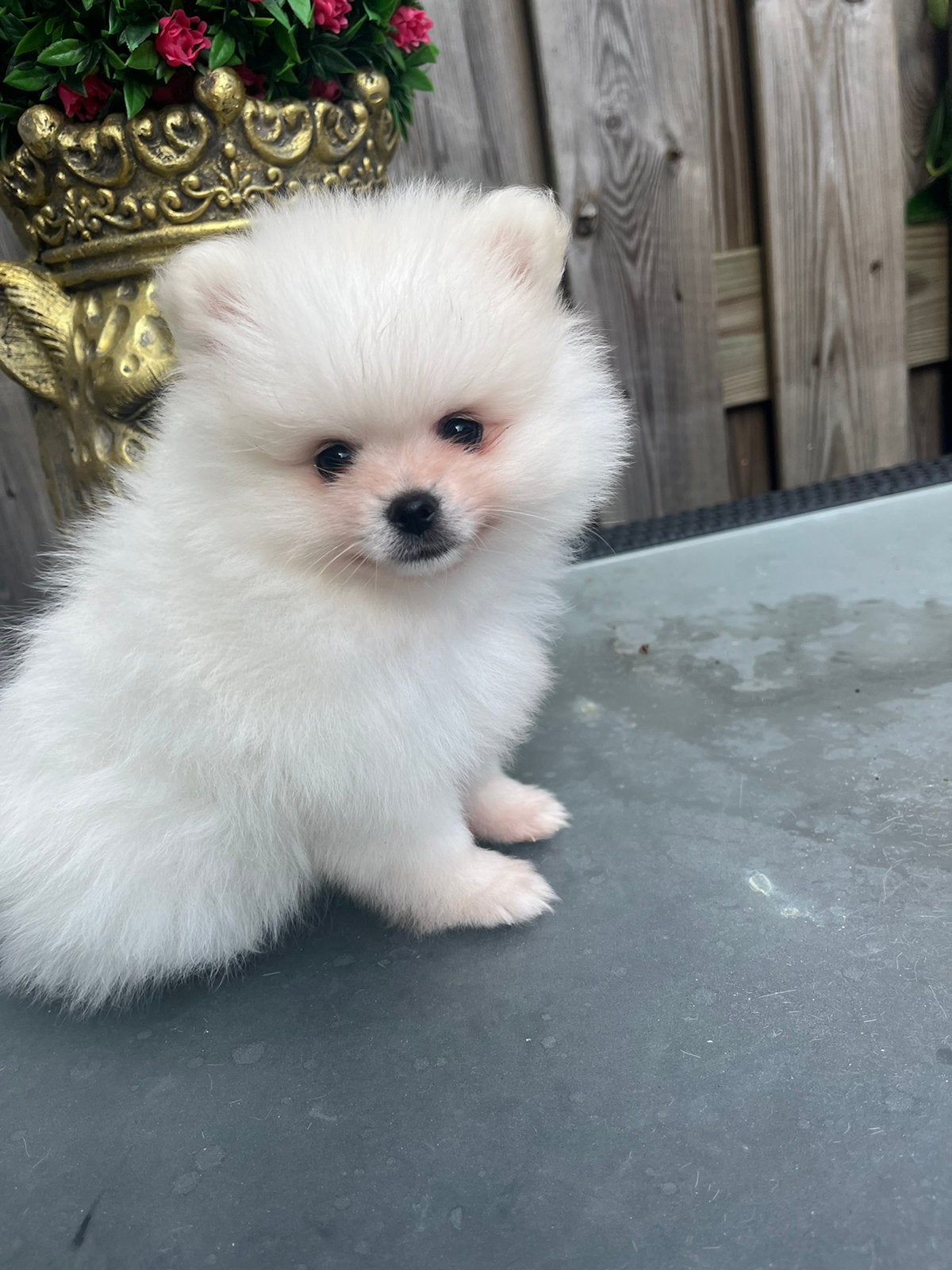 Pomeriaan pups, Dieren en Toebehoren, Honden | Chihuahua's en Gezelschapshonden, Overige rassen, 8 tot 15 weken, Parvo, Meerdere
