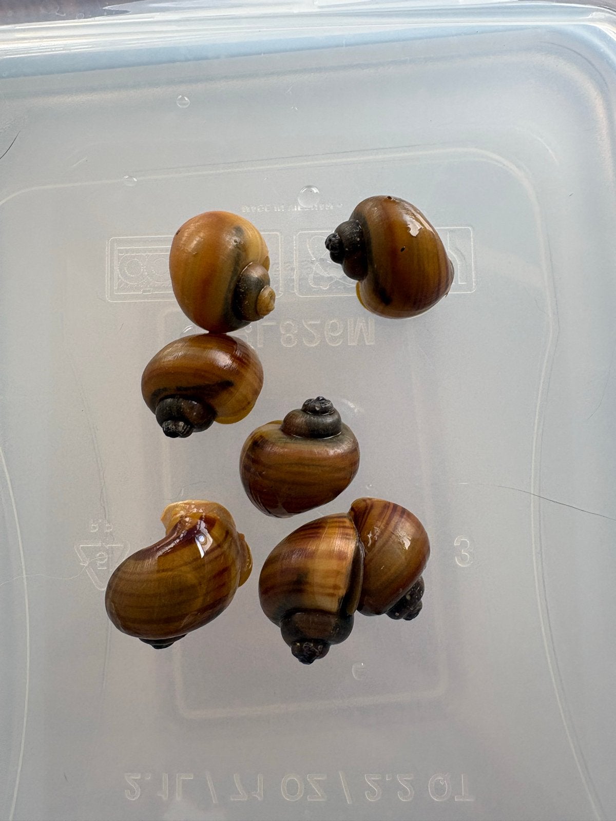 Geel bruine appelslakken, Dieren en Toebehoren, Slak of Weekdier
