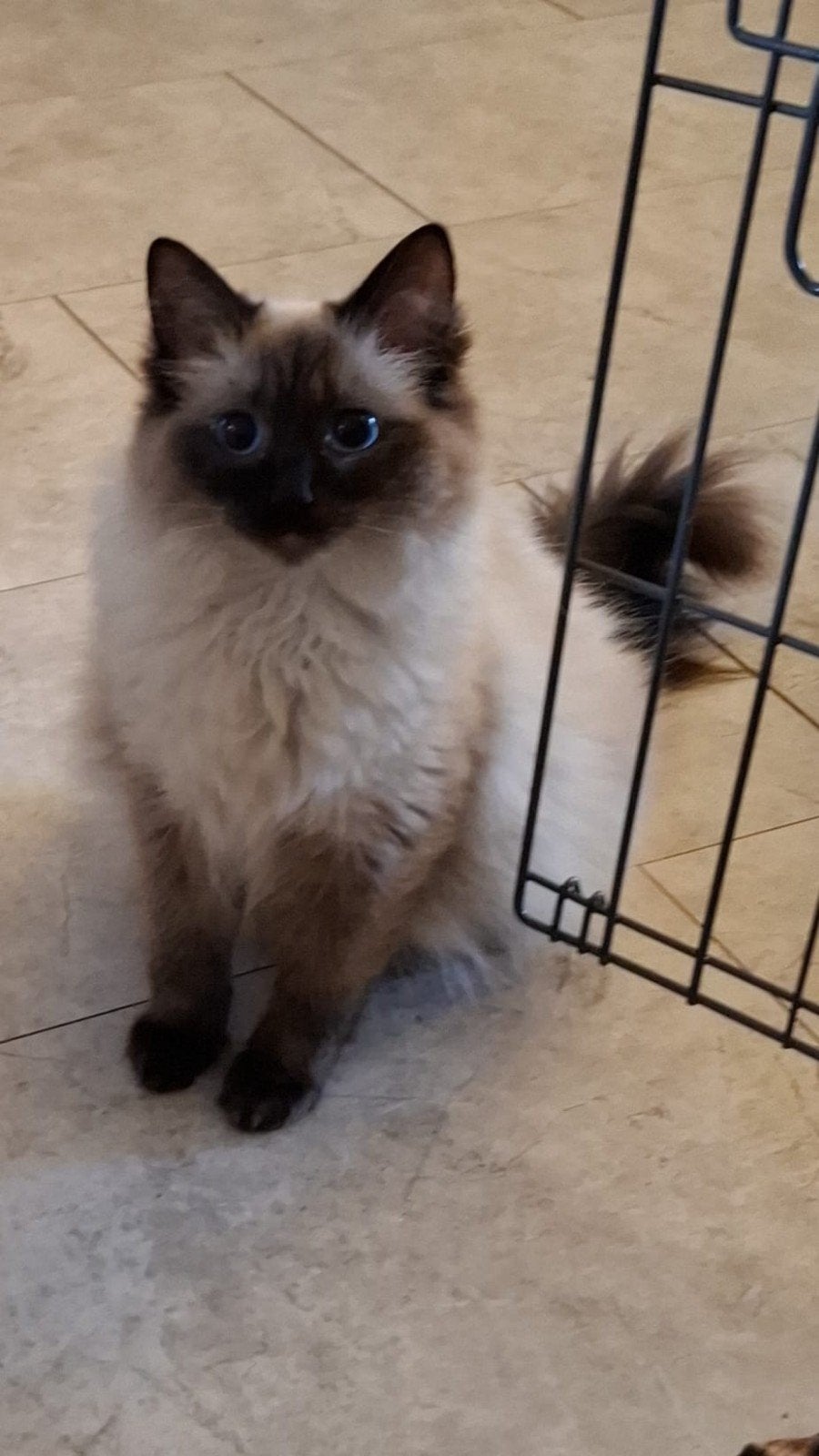 Raszuivere ragdoll meisje, Poes, Ontwormd, 0 tot 2 jaar