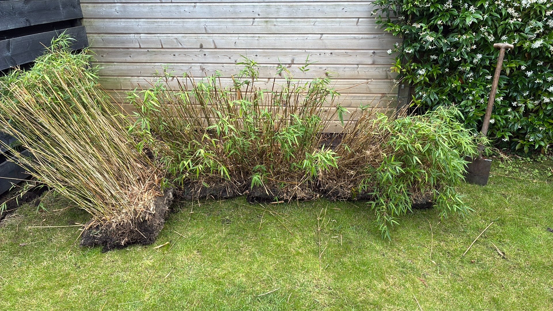 Bamboehaag 3 meter breed, Tuin en Terras, Planten | Bomen, Ophalen, Volle zon, Overige soorten