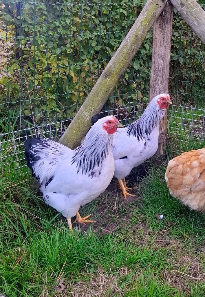 Wyandotte kriel haan, gratis, Dieren en Toebehoren, Mannelijk, Kip