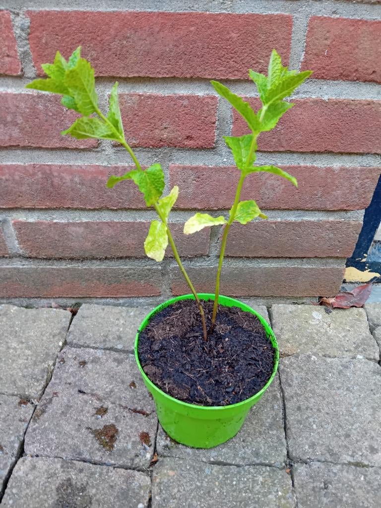 Biologische Muntplant nr 6 - Verse munt voor thee., Volle zon, Vaste plant, Ophalen of Verzenden, Kruiden
