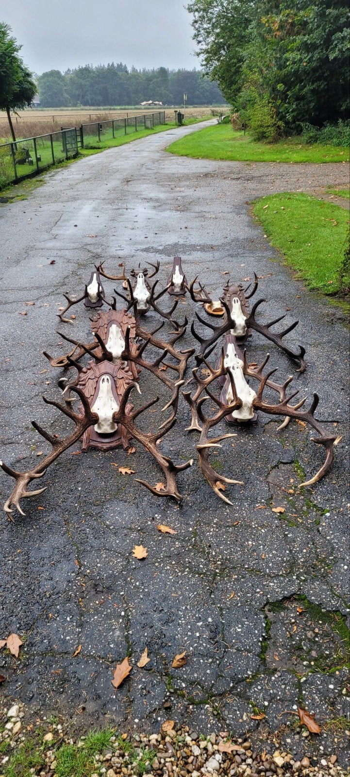 gewei edelhert geweien jacht jagen Veluwe opgezette, Ophalen