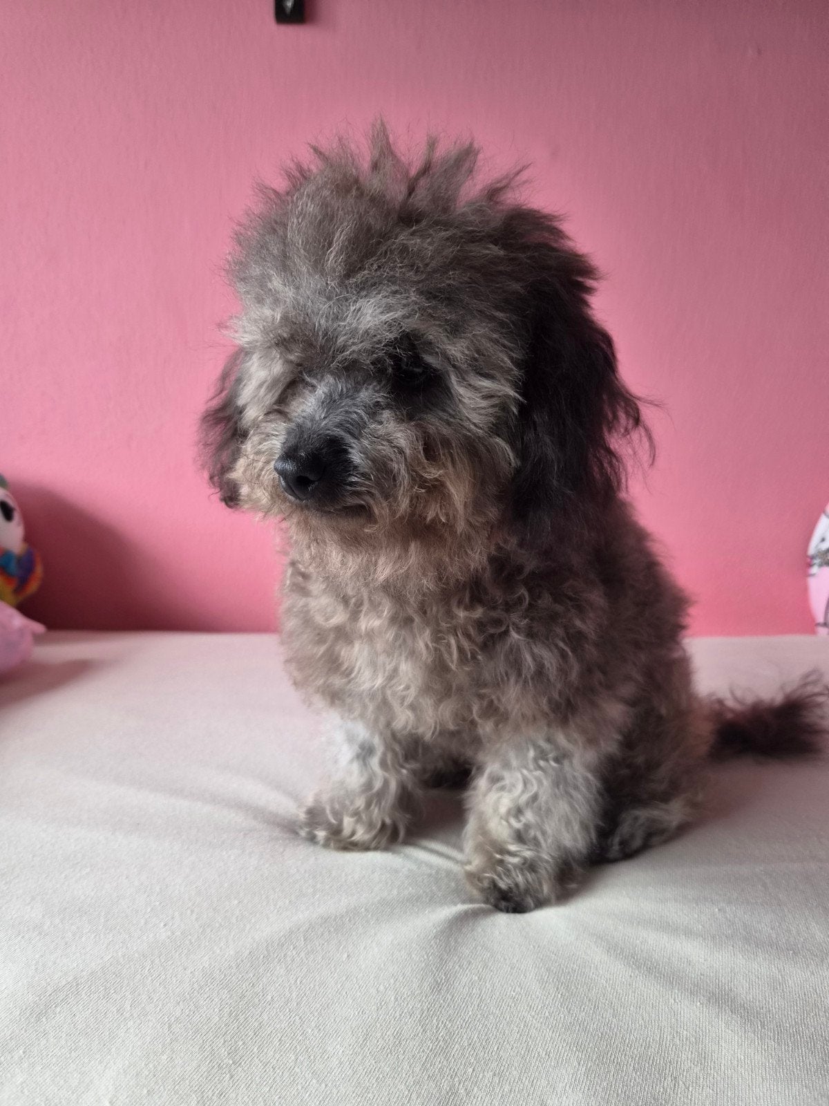 toypoedelpup ( 6mnd), 15 weken tot 1 jaar, Overige rassen, Teef, Eén hond