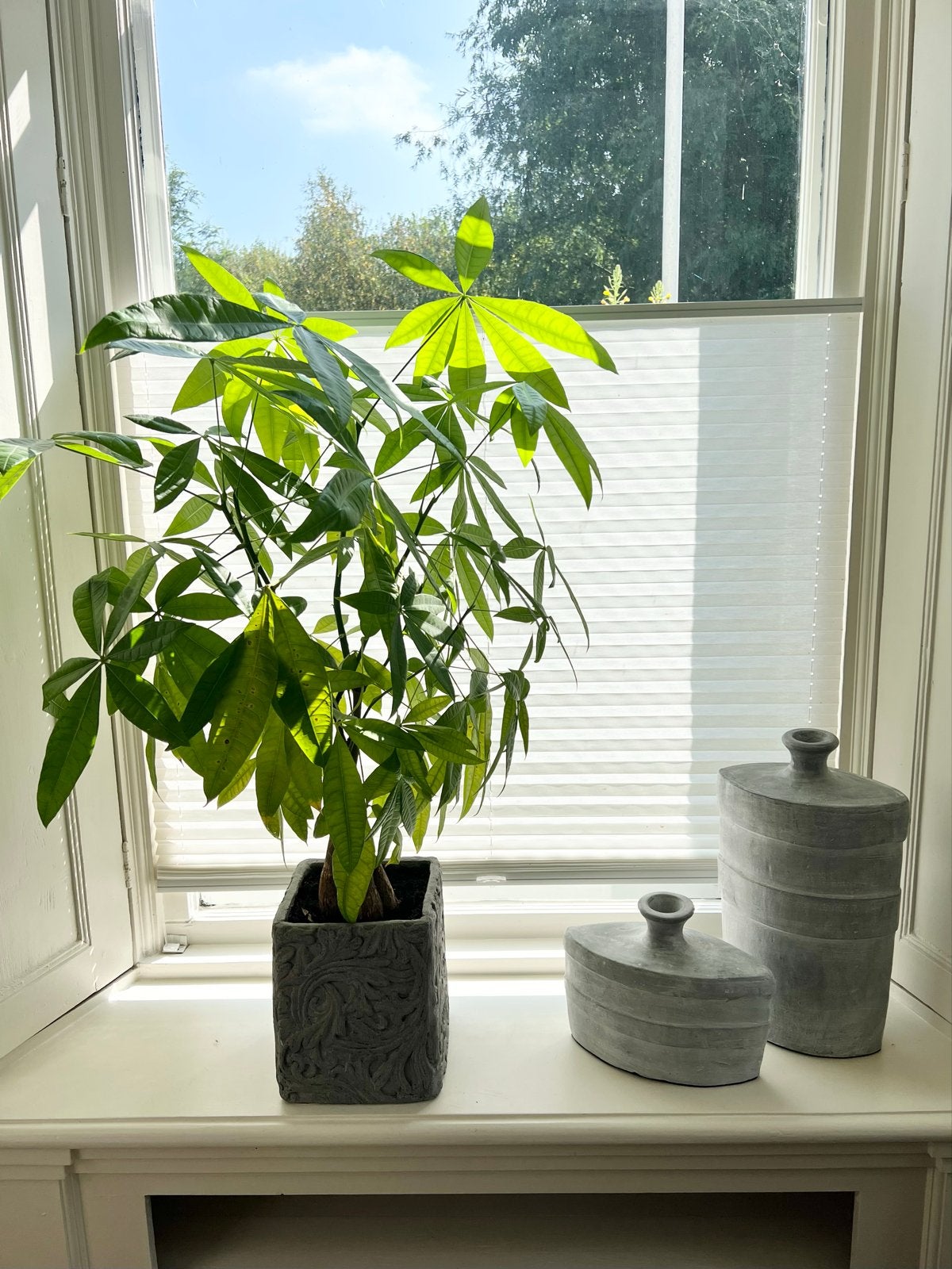 Twee grote planten met pot: geldboom of watercacao, Ophalen, 100 tot 150 cm, Overige soorten, Halfschaduw