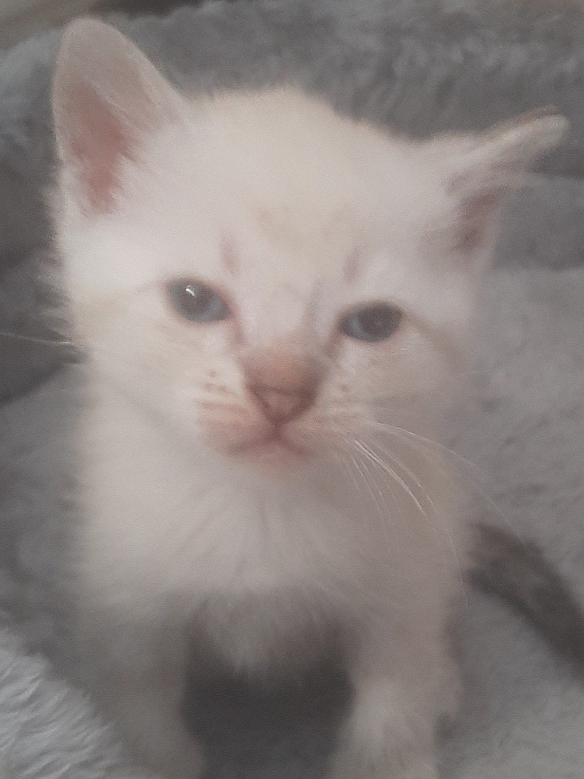 thai siamees tabby point, Dieren en Toebehoren, Katten en Kittens | Raskatten | Korthaar, Meerdere dieren, Ontwormd, 0 tot 2 jaar