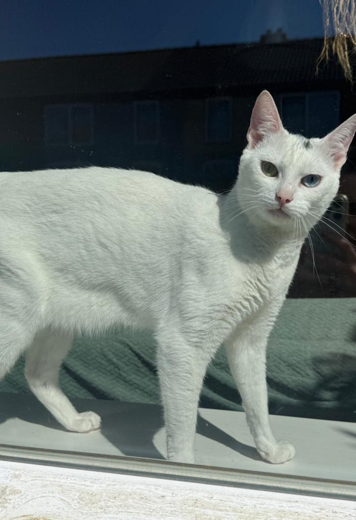 Lieve witte poes, Dieren en Toebehoren, Katten en Kittens | Raskatten | Korthaar, Poes, Ontwormd, 3 tot 5 jaar