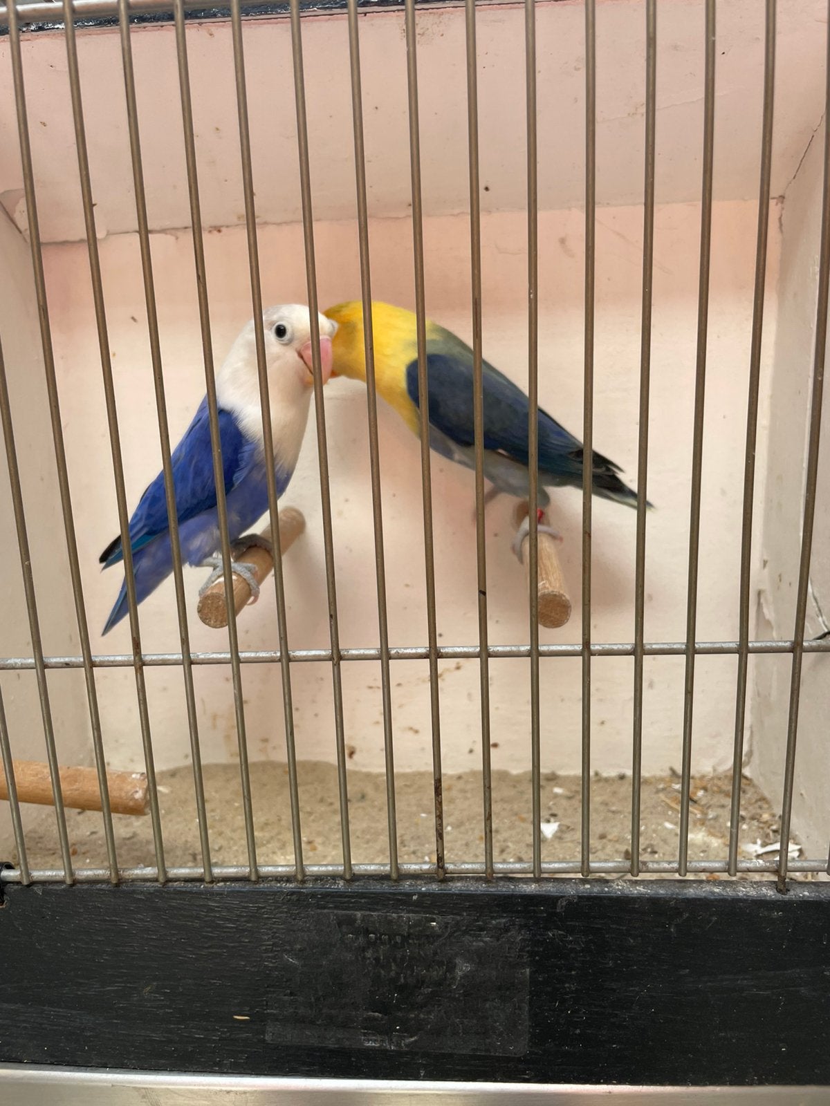 Mooi kweekoppel fischeri opaline met 4 jongen, Dieren en Toebehoren, Meerdere dieren, Dwergpapegaai of Agapornis