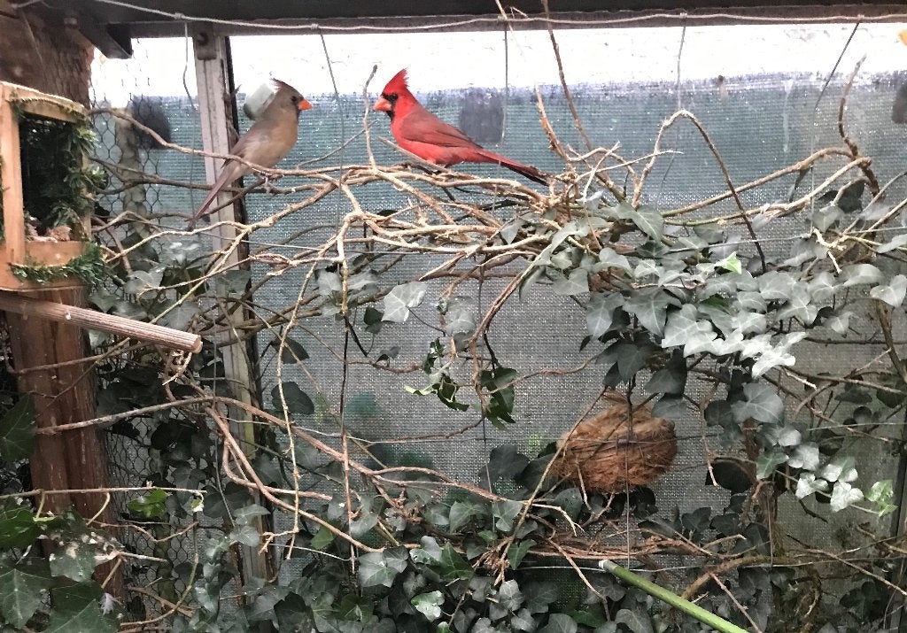 rode kardinaal kardinalen, Dieren en Toebehoren, Mannelijk, Tropenvogel, Geringd