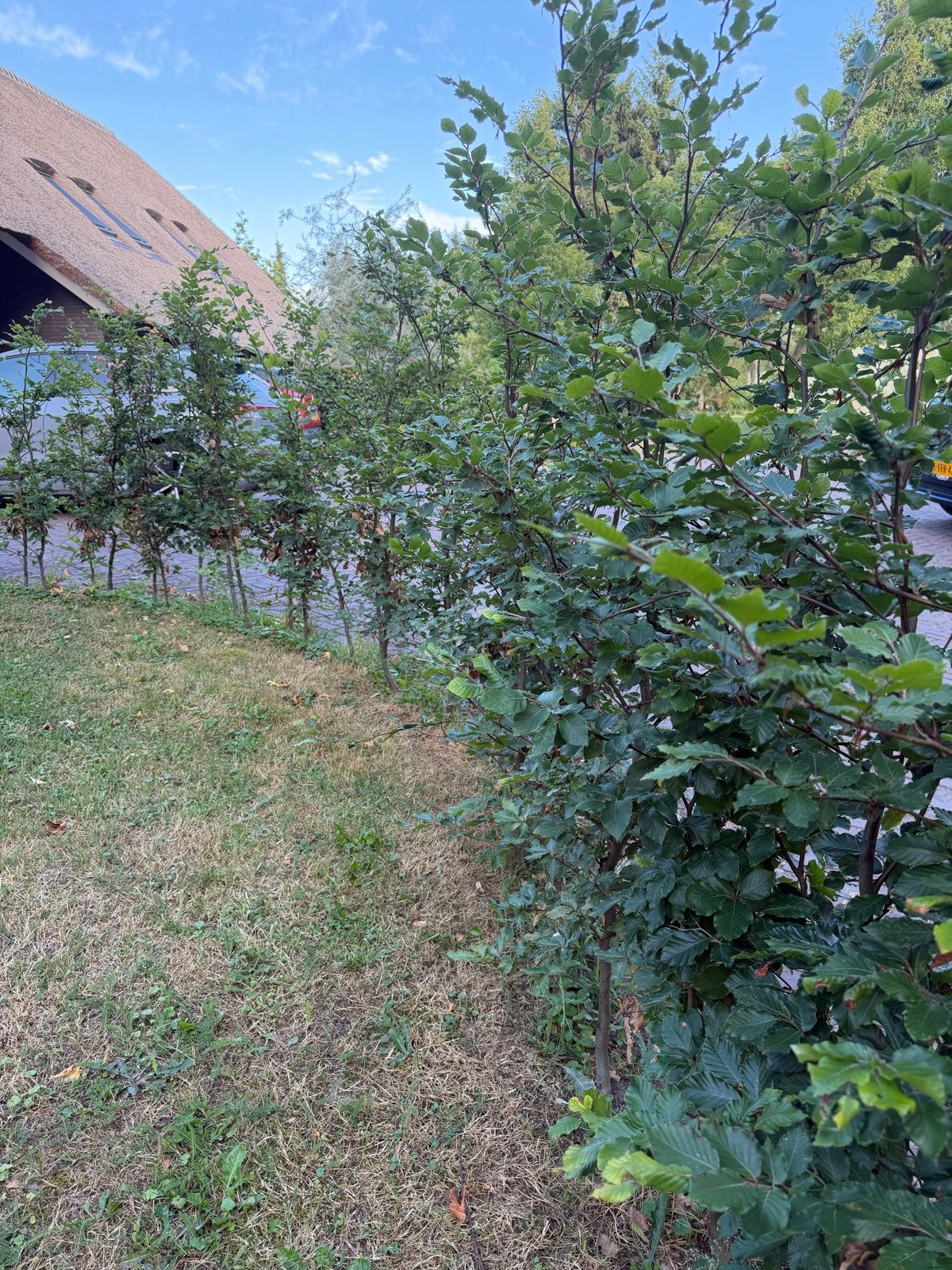 Beukenhaag planten - Groene en Rode Beuk, Tuin en Terras, Volle zon, Vaste plant, Bloeit niet, Ophalen