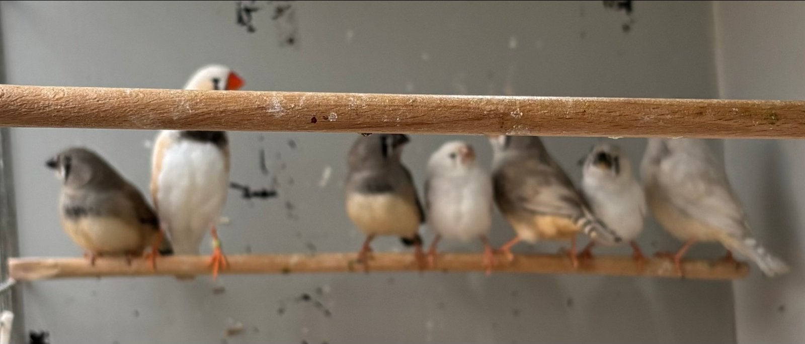 5 jonge zebravinken, lichtgrijs/wit, uit buitenvoliere, Dieren en Toebehoren, Meerdere dieren, Tropenvogel