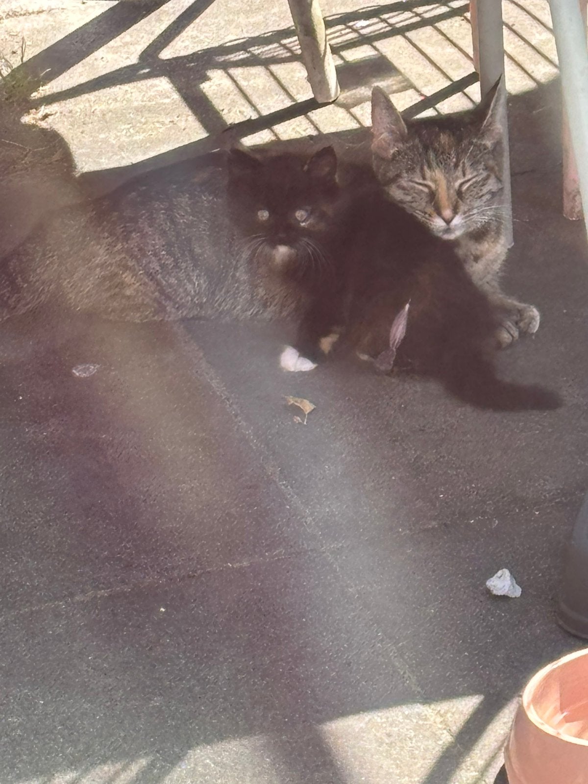 Twee lieve kittens, Dieren en Toebehoren, Katten en Kittens | Overige Katten