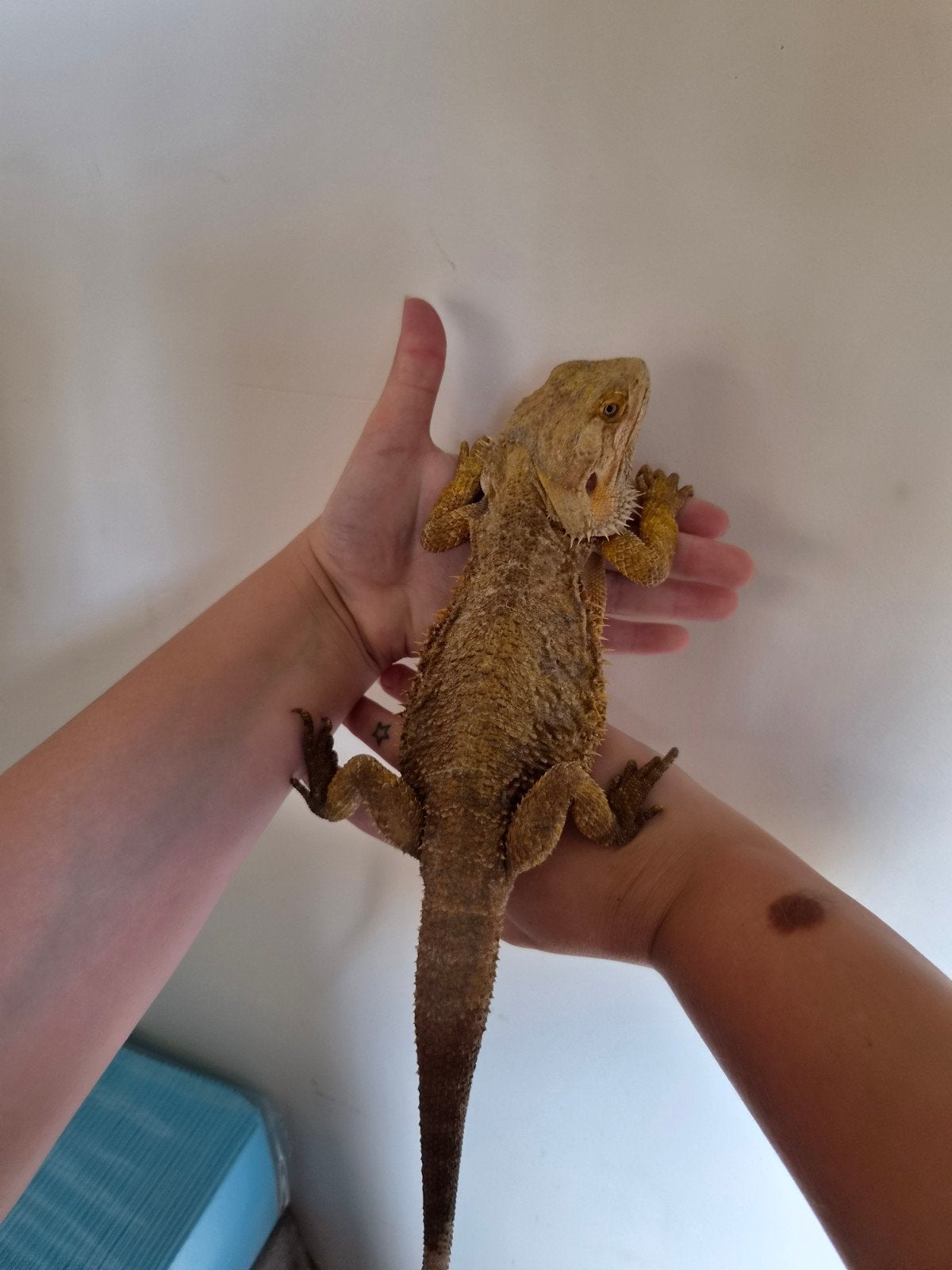 Baardagaam, Dieren en Toebehoren, Reptielen en Amfibieën, Hagedis, Tam, 7 tot 10 jaar
