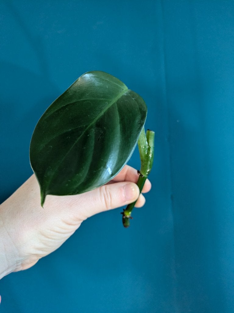 Philodendron Panduriforme stek zeldzaam!, Ophalen of Verzenden, Halfschaduw, Minder dan 100 cm