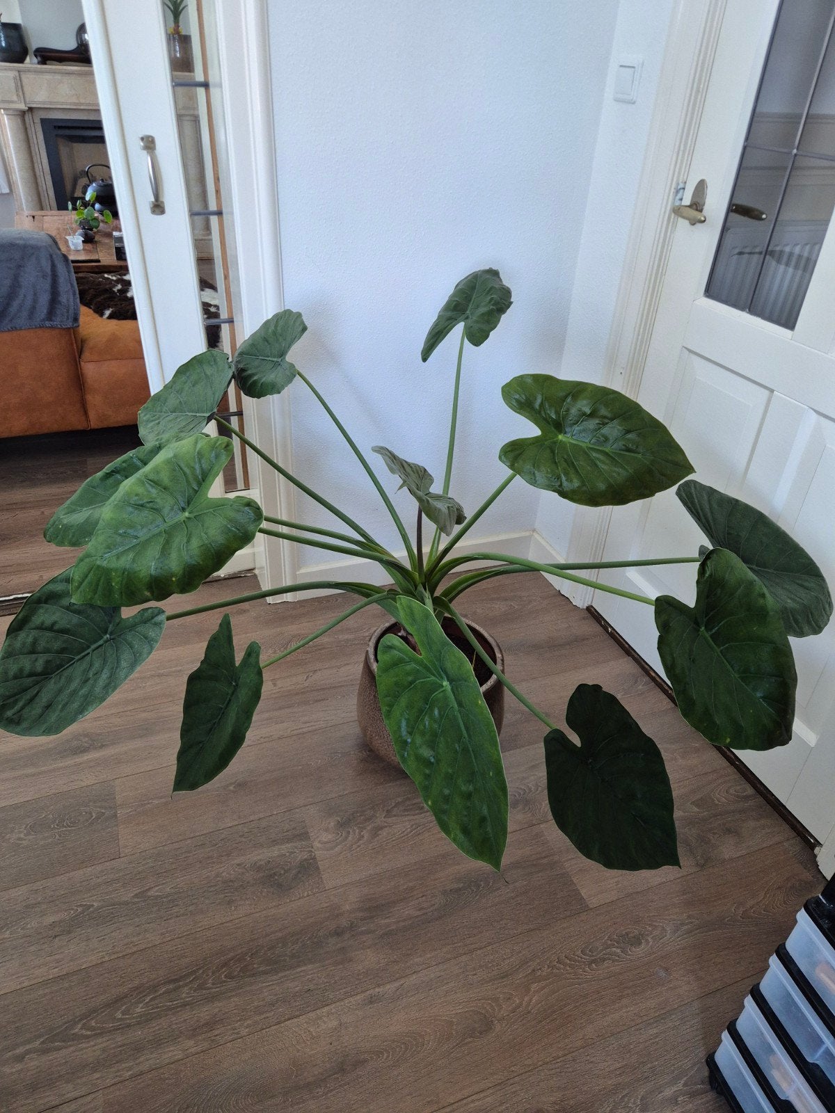 Kamerplant, Groene kamerplant, Ophalen, Halfschaduw, Minder dan 100 cm