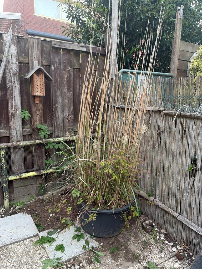 Grote zwarte plantenbak met riet en planten, Tuin en Terras, Bloembakken en Plantenbakken, Ophalen, Kunststof, Gebruikt, Rond