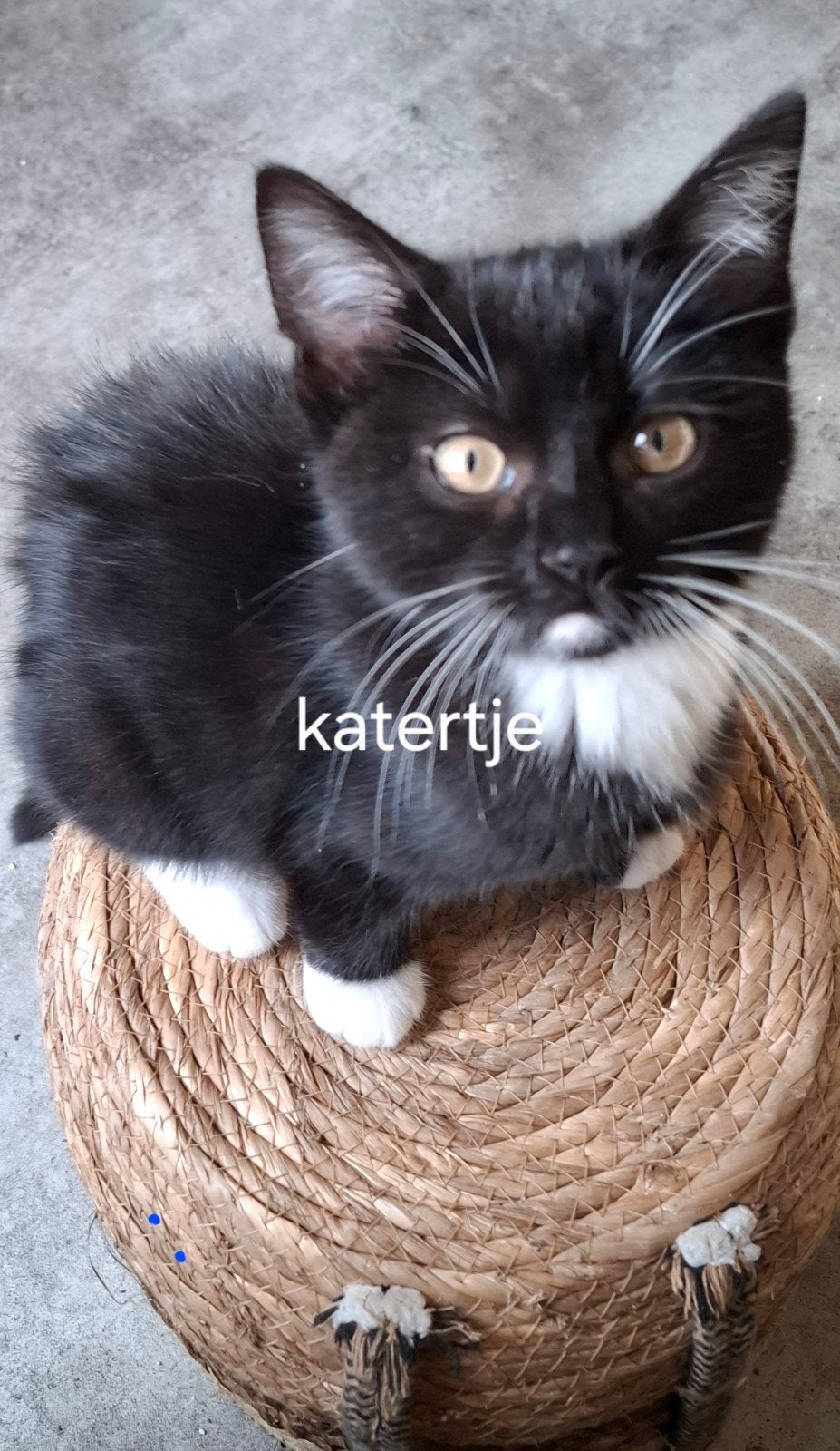 kruising  Ragdoll x mainecoon en brit meisje zwart .zwart/w, Dieren en Toebehoren, Meerdere dieren, Ontwormd, 0 tot 2 jaar