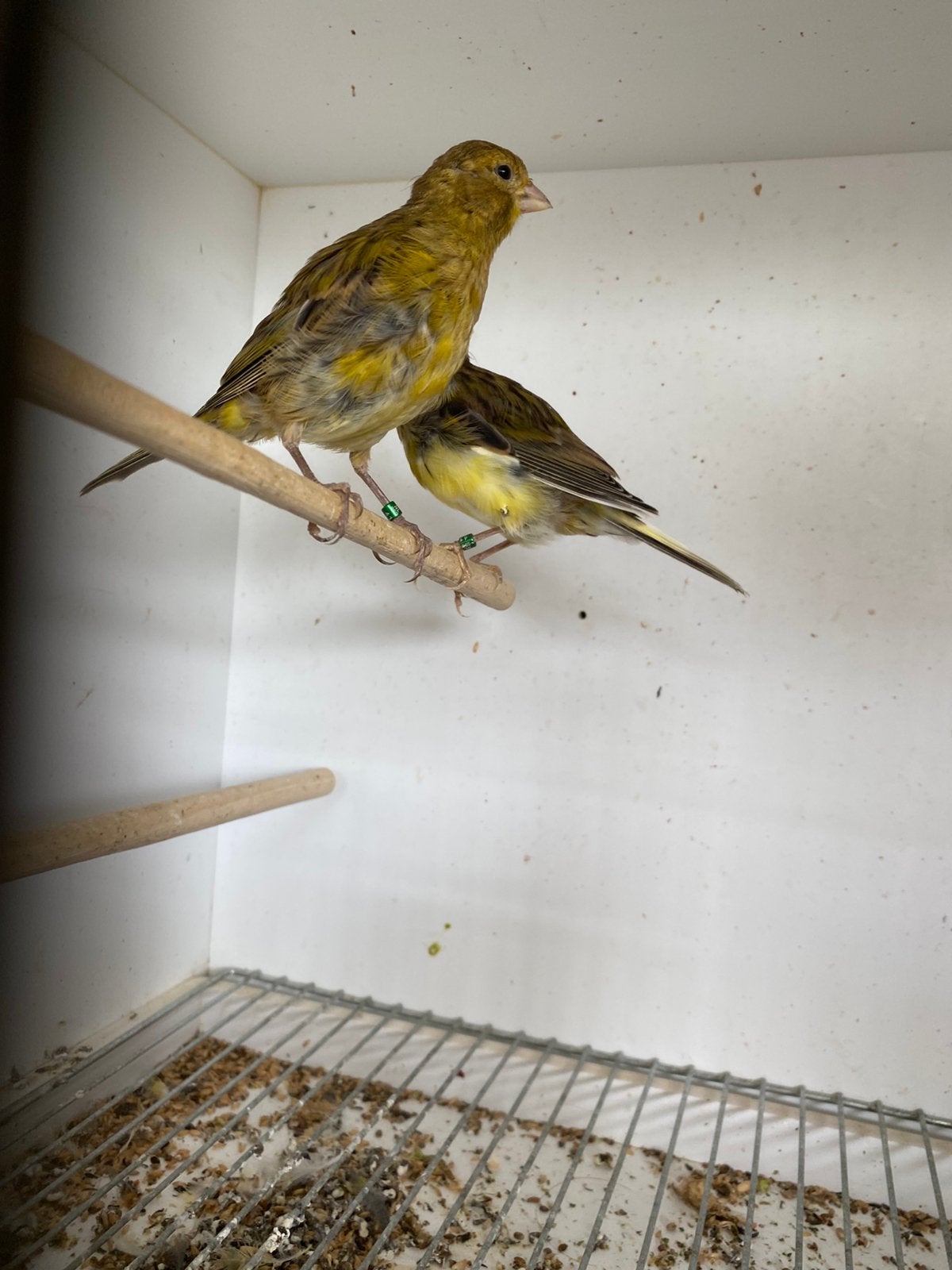 Kanarie poppen van 2026, Dieren en Toebehoren, Vrouwelijk, Bastaard