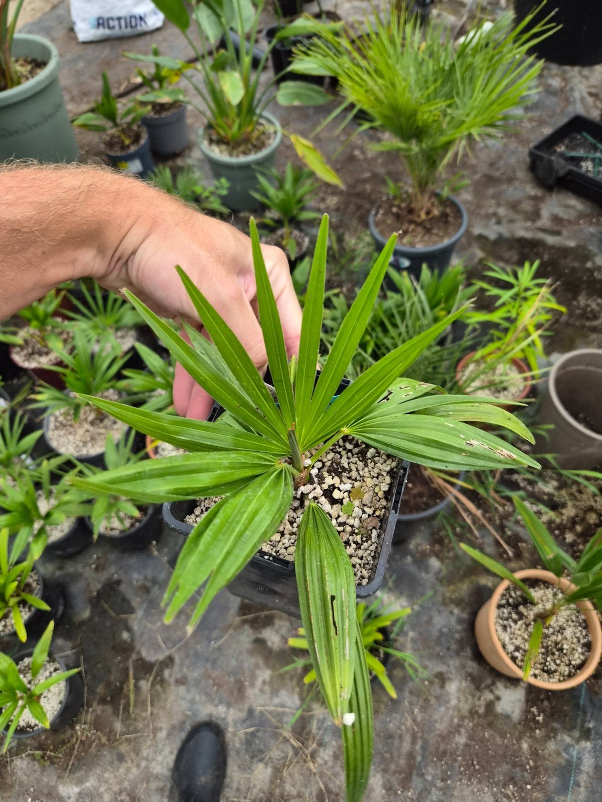 Zeldzame Trachycarpus princeps x wagnerianus palm, Tuin en Terras, Ophalen of Verzenden, Overige soorten, Volle zon