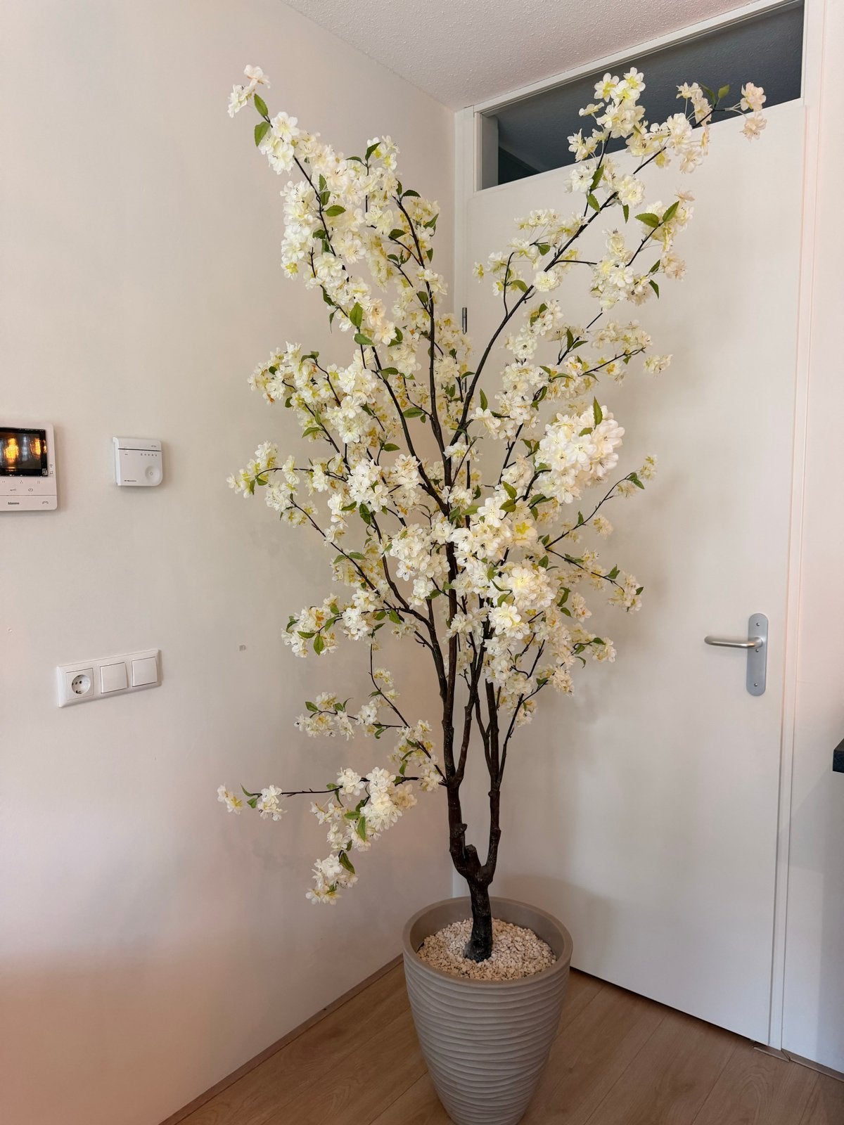 Nieuwe bloesem boom - 2m tot 2,20m inclusief pot, Huis en Inrichting, Ophalen, Binnen, Nieuw, Wit