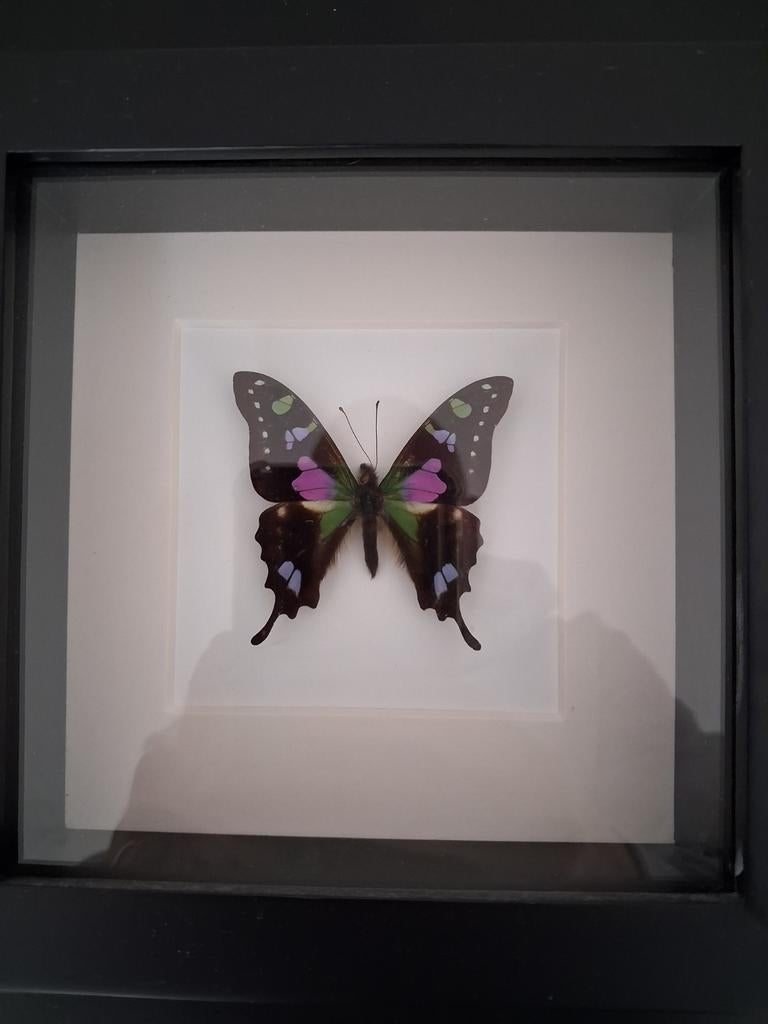 Ingelijste vlinder - Papilio blumei, Ophalen of Verzenden