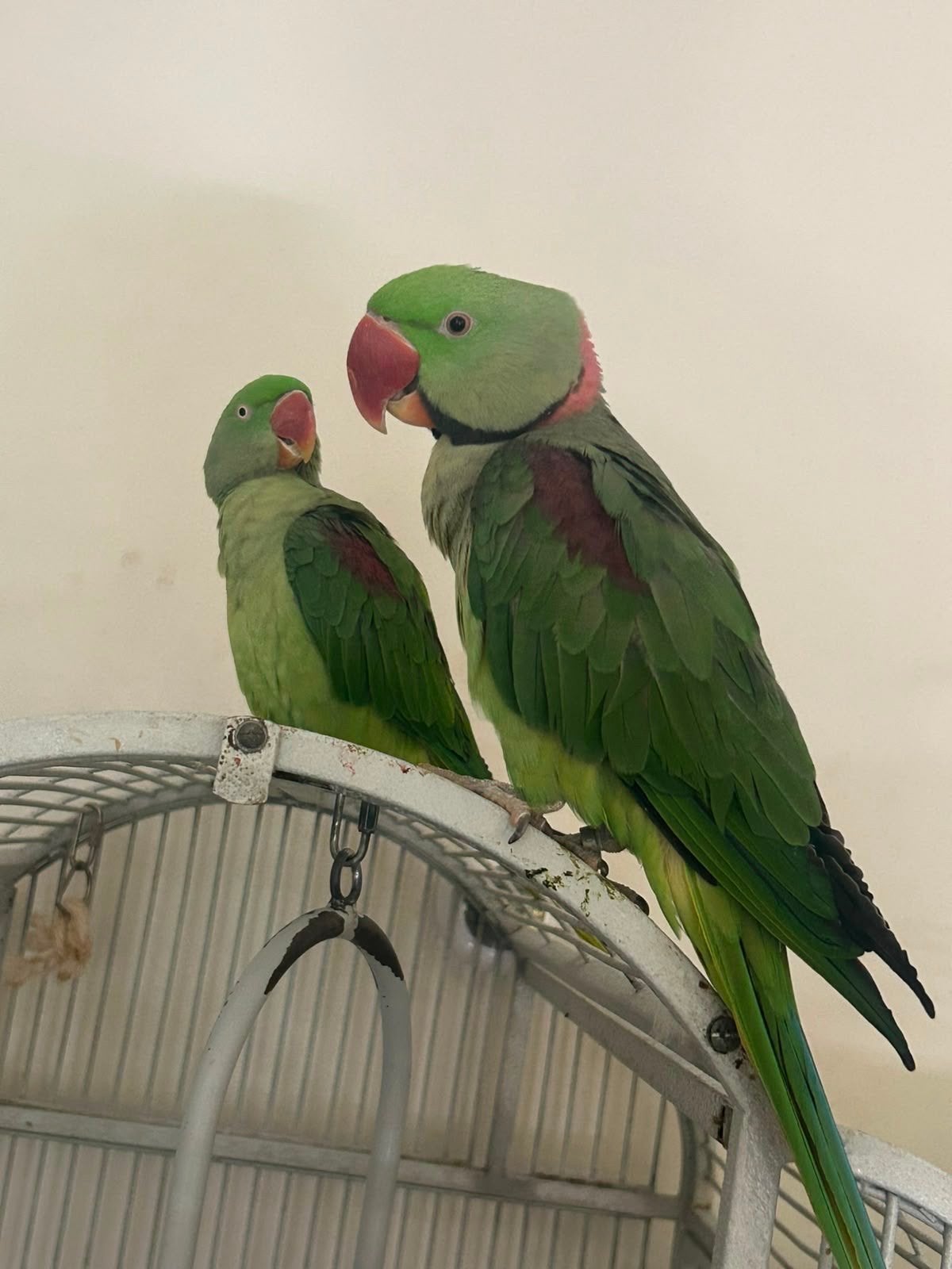 2 papagaain en twee kleiner, Dieren en Toebehoren, Meerdere dieren, Parkiet, Tam
