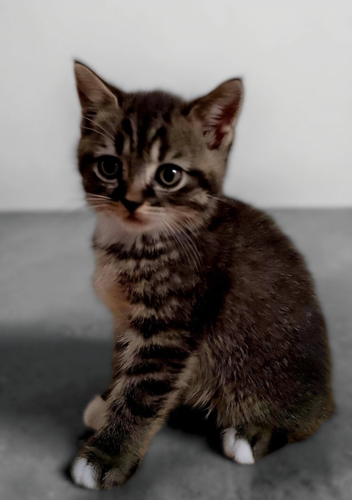 Prachtige Kittens, Meerdere dieren, Ontwormd