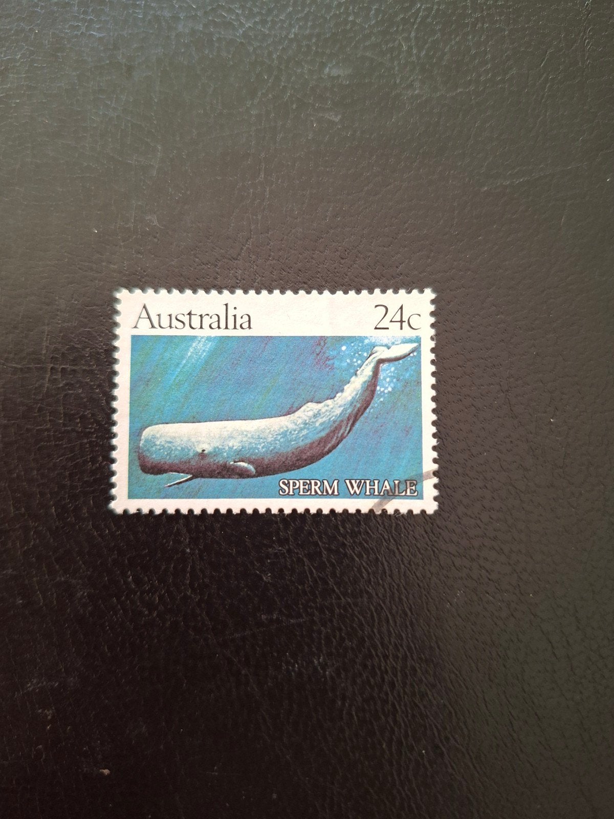 Walvis. Australië, Ophalen of Verzenden, Dier of Natuur