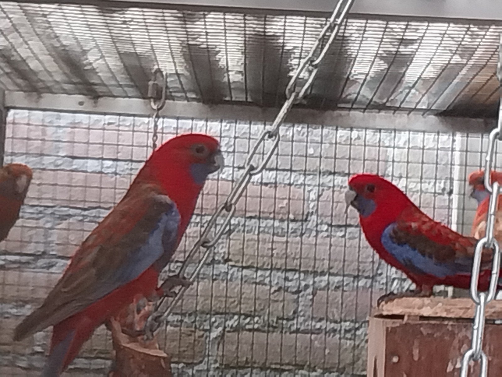 Te koop 2 koppels penanten rosella, Meerdere dieren, Parkiet, Geringd