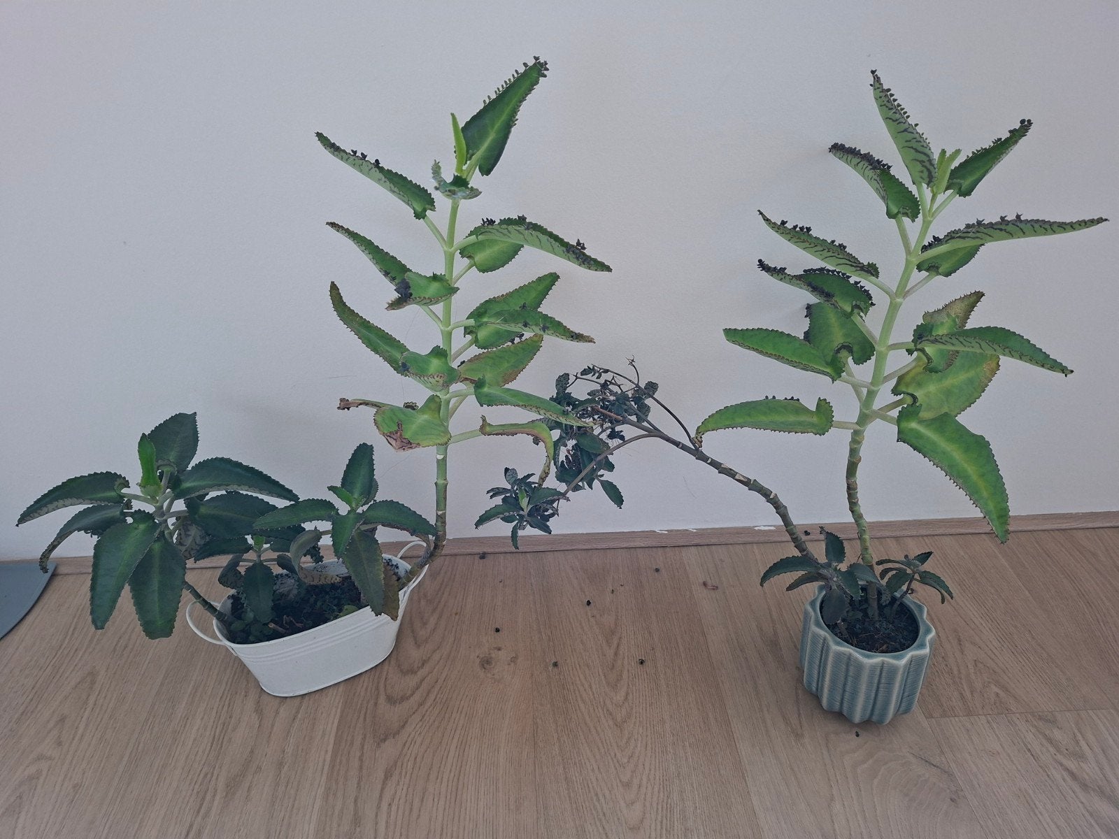 Gratis af te halen: Mother of Millions met pot, Vaste plant, Bloeit niet, Halfschaduw, Ophalen