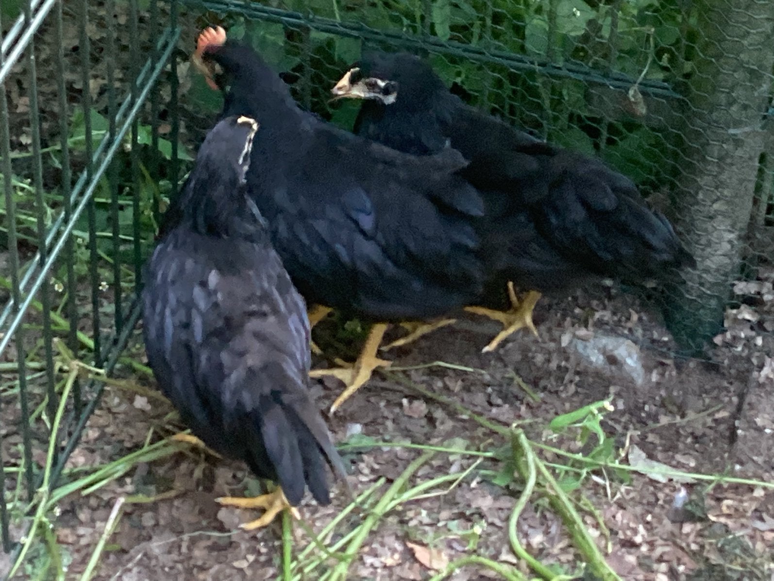 Zwarte leghorn kippen, Meerdere dieren, Kip