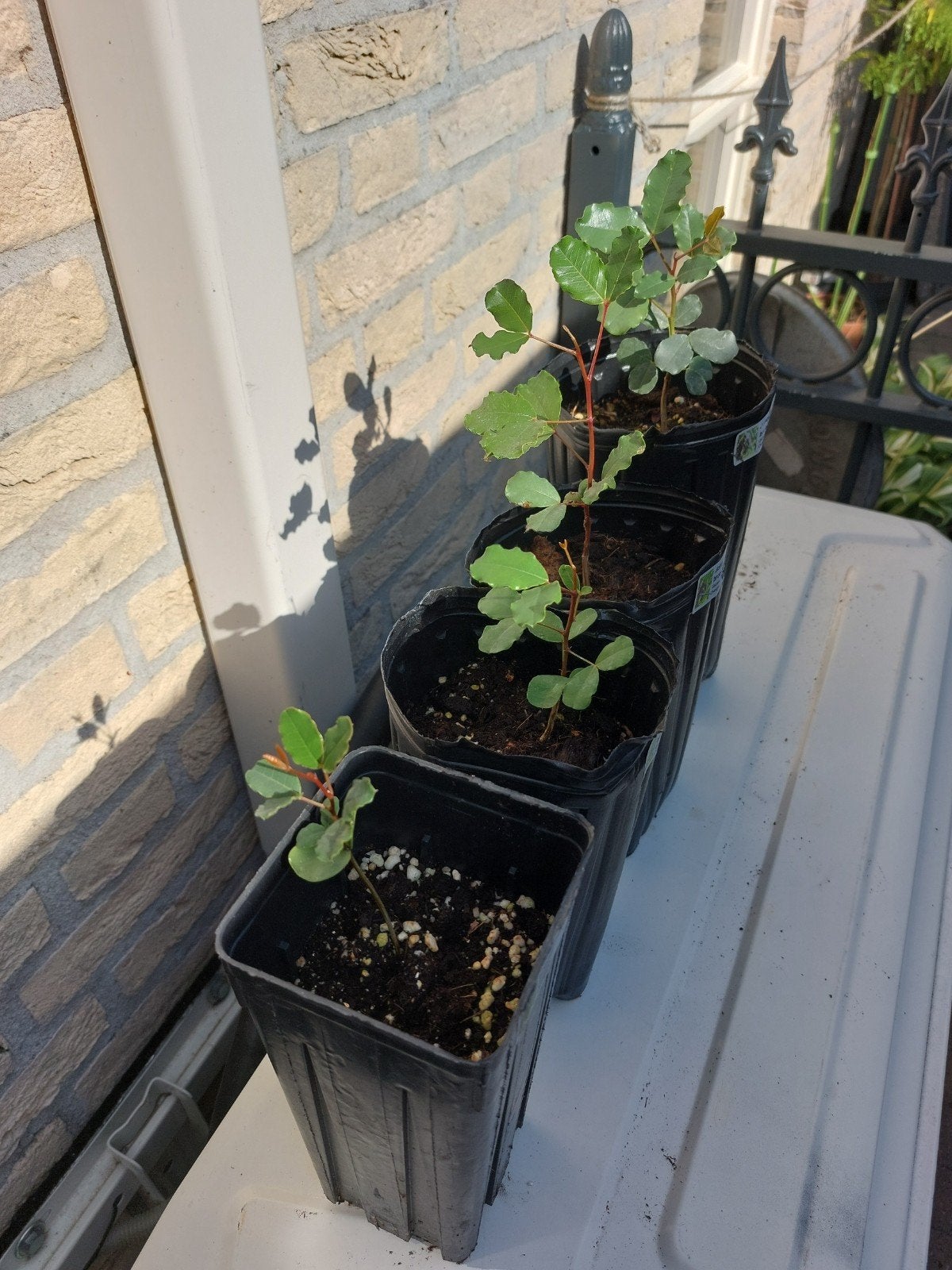 Johannesbroodboom - Jonge plant in pot, Tuin en Terras, Planten | Bomen, Bloeit niet, Minder dan 100 cm, Volle zon, In pot