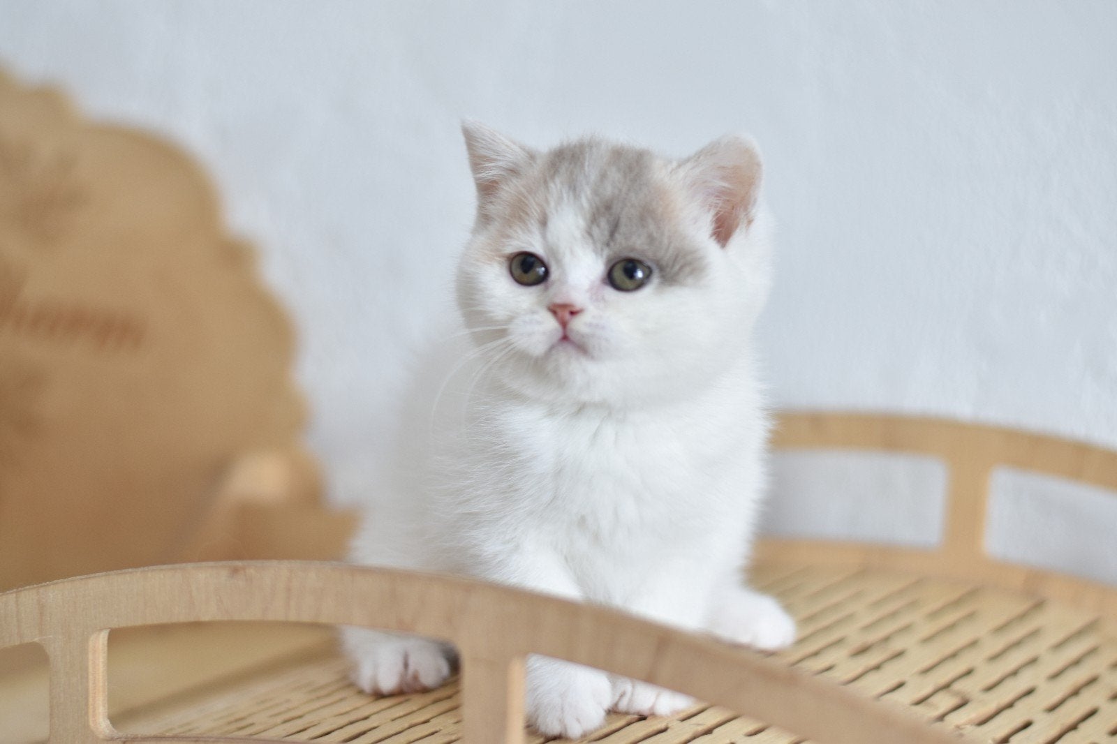 Britse Korthaar Lilac Tortie Harlekijn – Oriana, Poes, Met stamboom, 0 tot 2 jaar