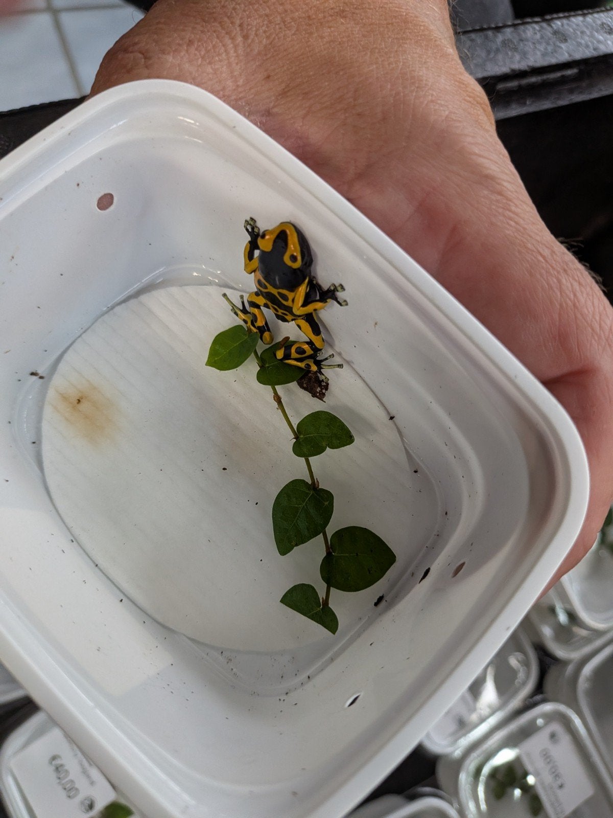 Dendrobates Leucomela Frog photo 2