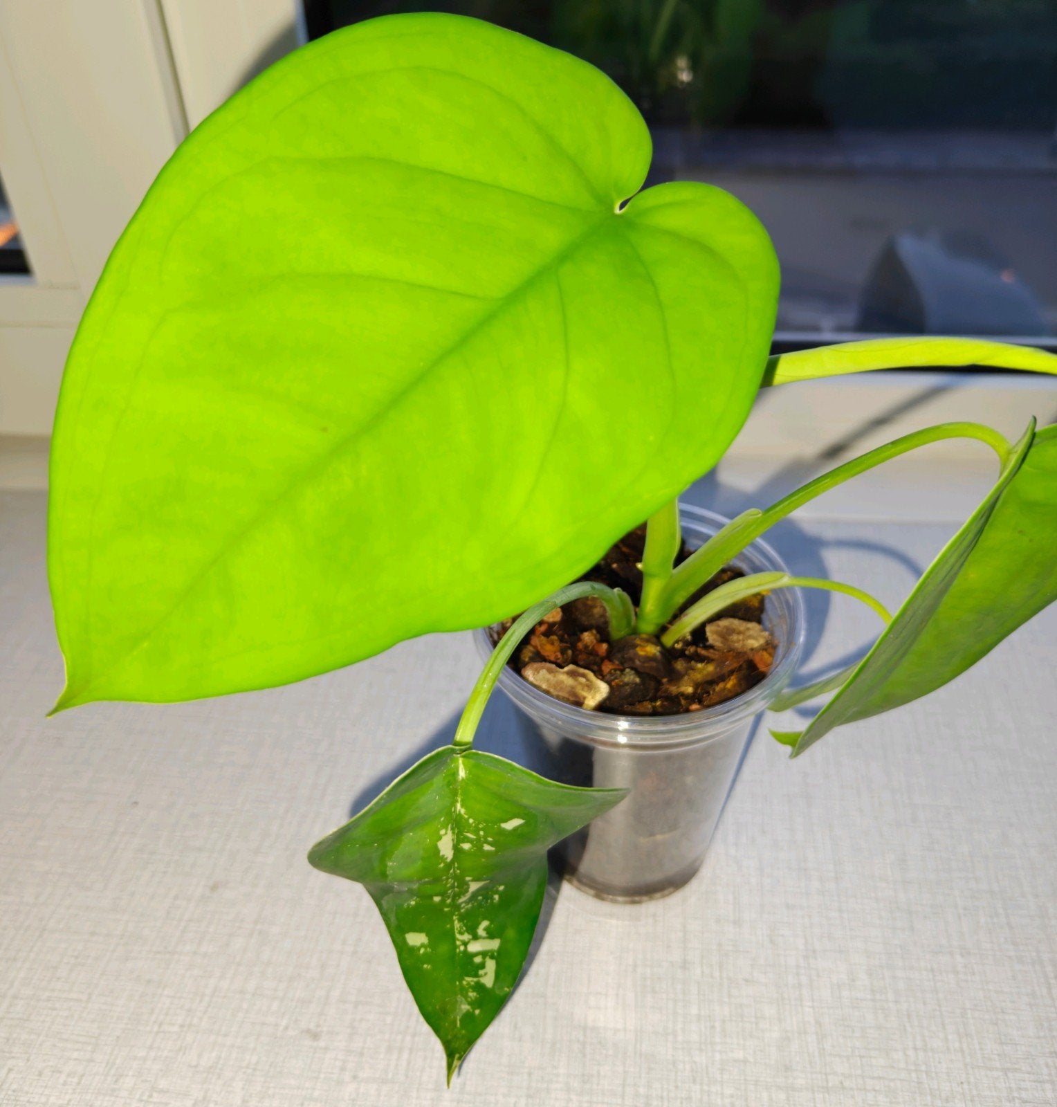 Syngonium chiapense variegata - reverting, Huis en Inrichting, Kamerplanten, Overige soorten, Minder dan 100 cm, Groene kamerplant