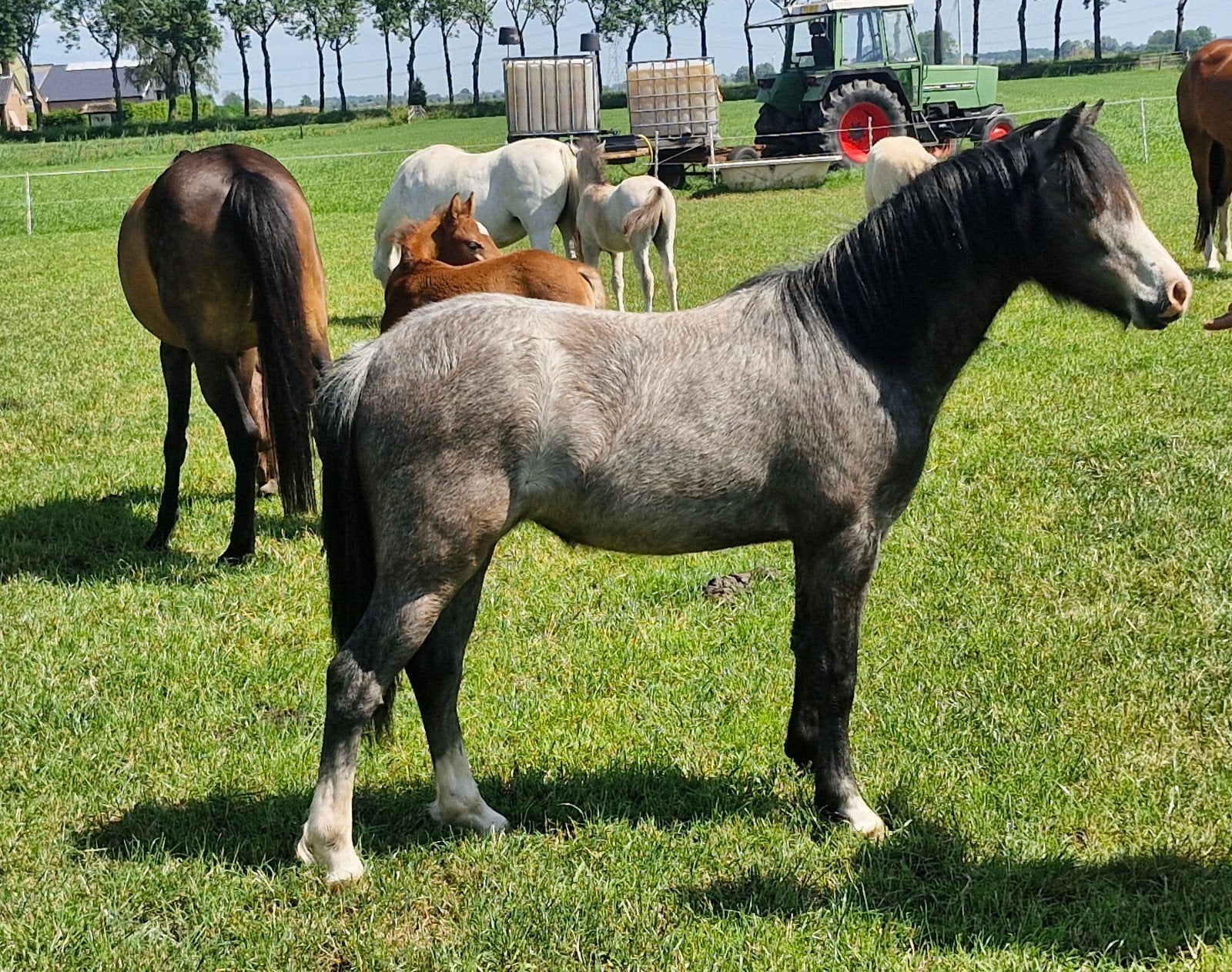 Te koop welsh a merrie veulen en jaarling, Dieren en Toebehoren, Merrie, Minder dan 160 cm, 0 tot 2 jaar