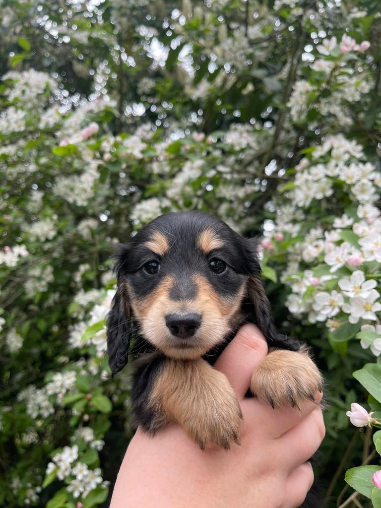 Mooie black creme kleurige teckel pups, Parvo, Reu, 8 tot 15 weken, Dwerg